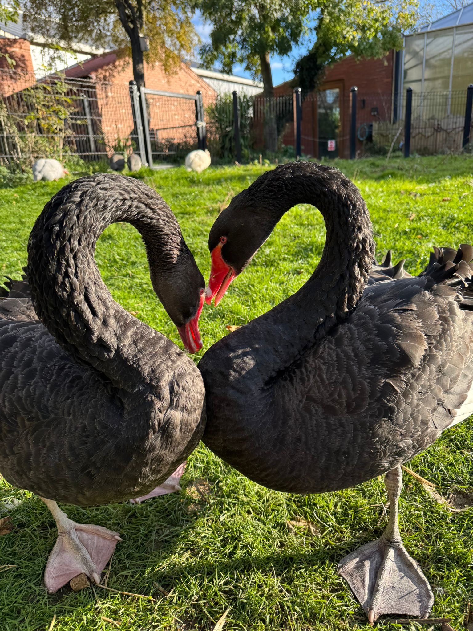Two black swans gracefully intertwine their necks on lush green grass at the Tropical Butterfly House in Yorkshire.