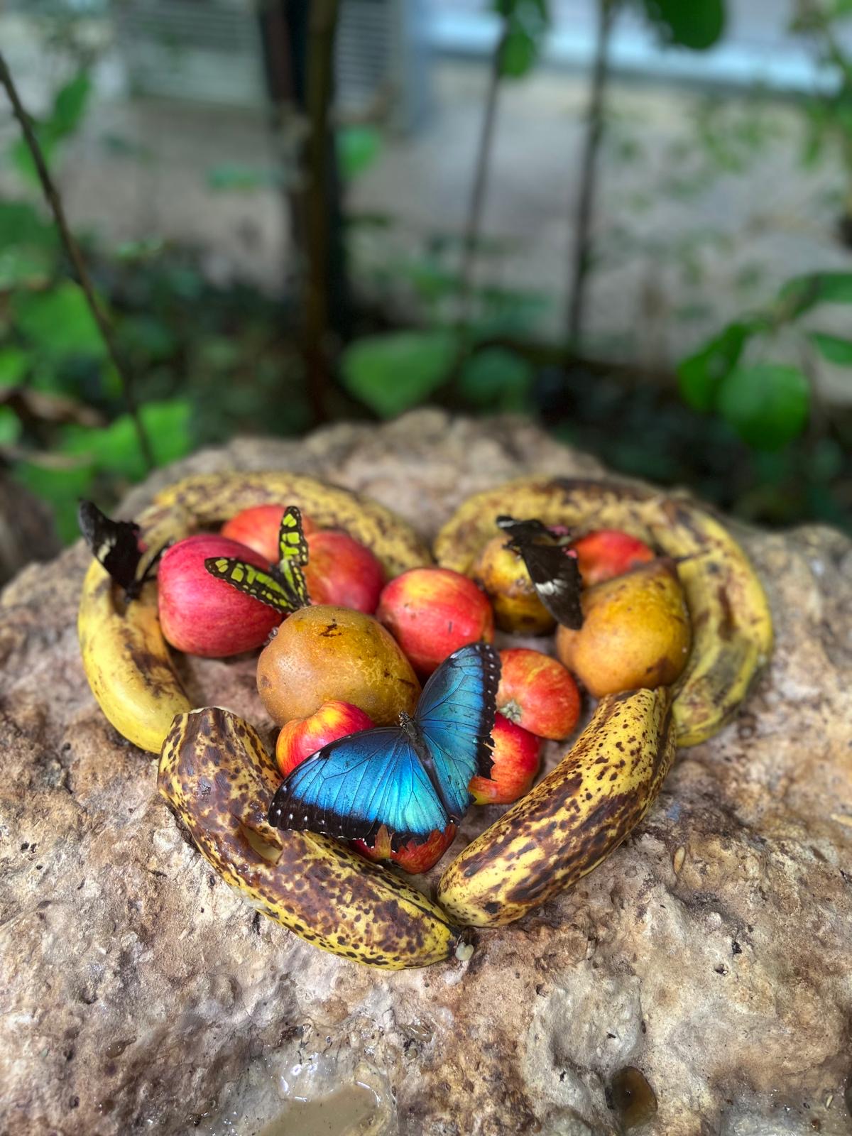 Tropical Butterfly House - It's back! Name a Cockroach after your Ex this Valentines