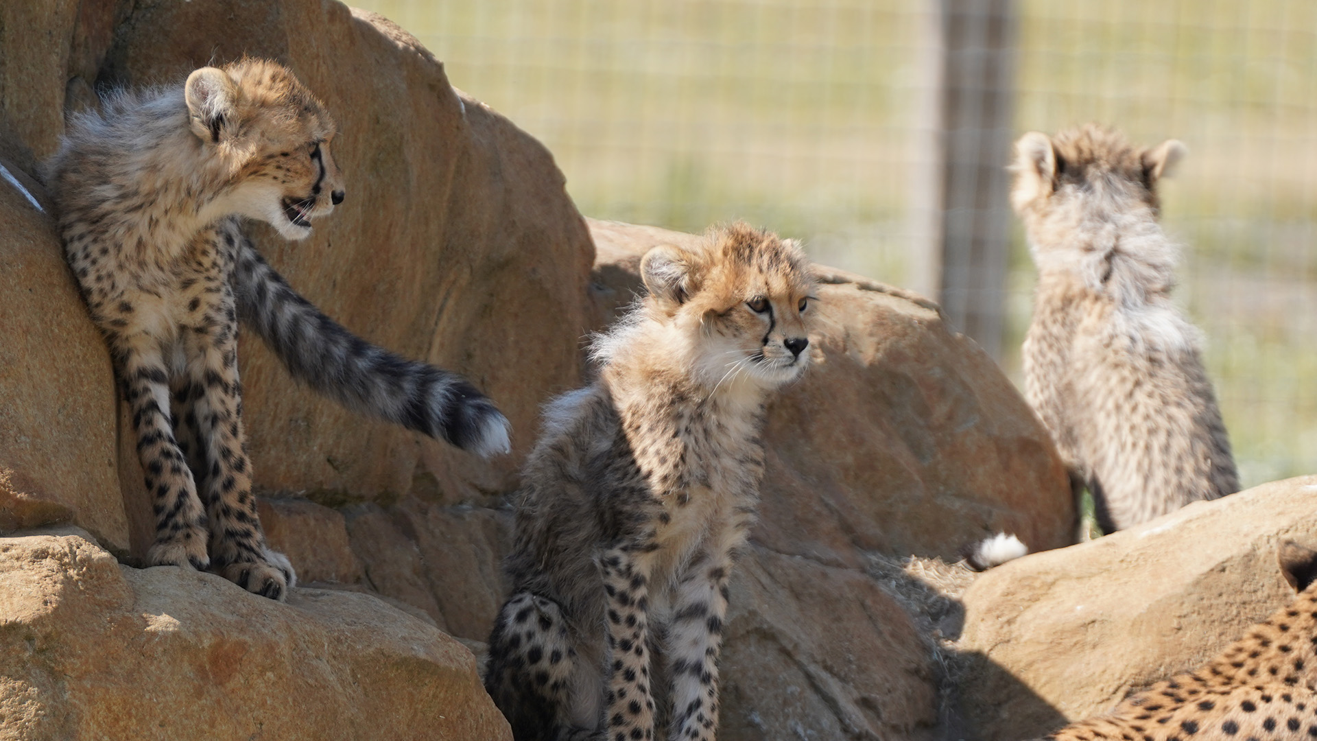 Three cheetah cubs sitting on large rocks in a wildlife park