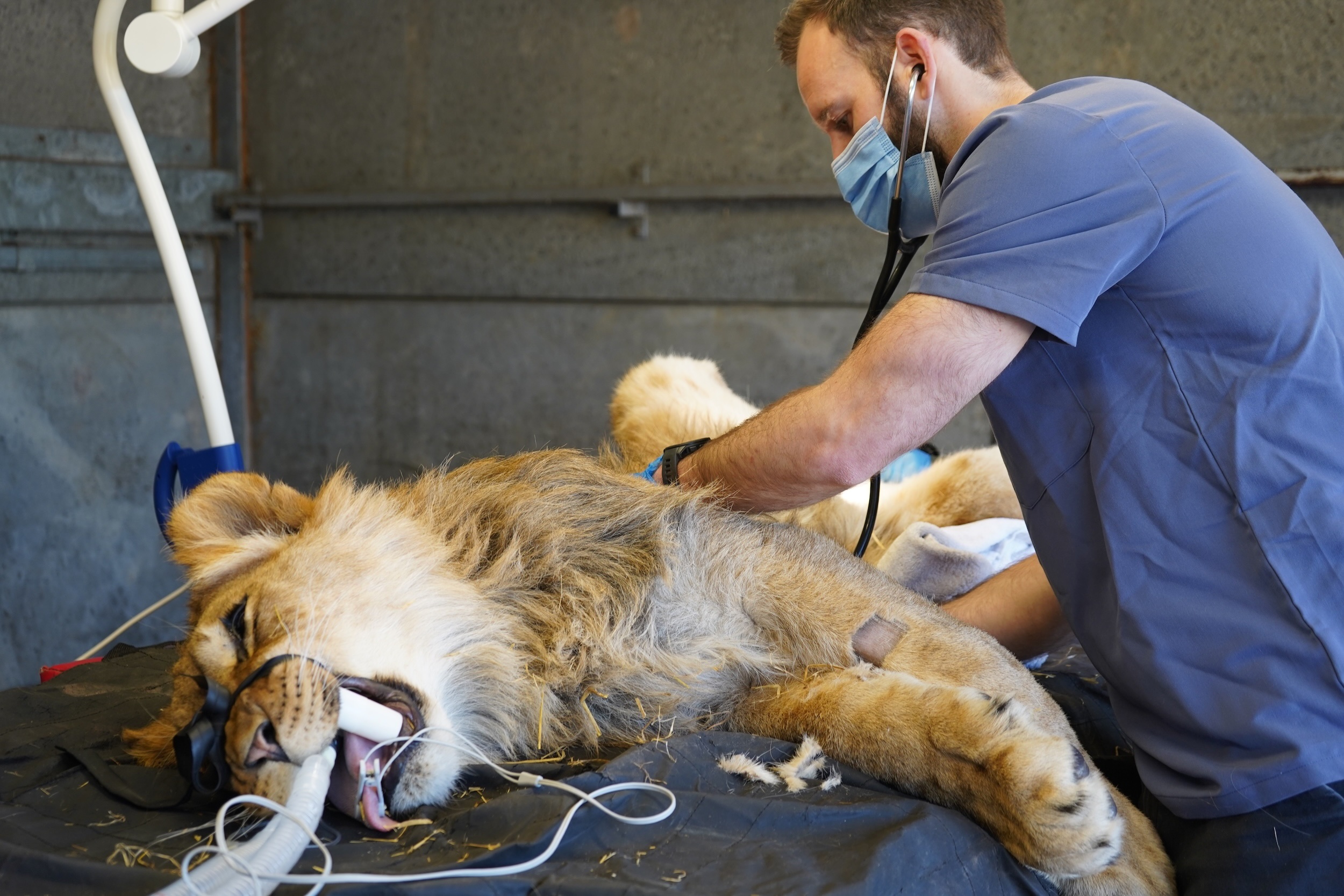 Felix and Jabari Receive Health Certificate After Rescue from Ukraine at Yorkshire Wildlife Park