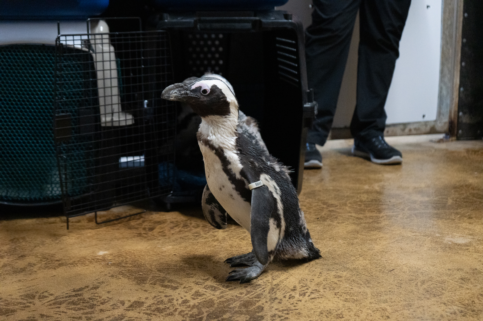 Humboldt penguin walking indoors on textured floor