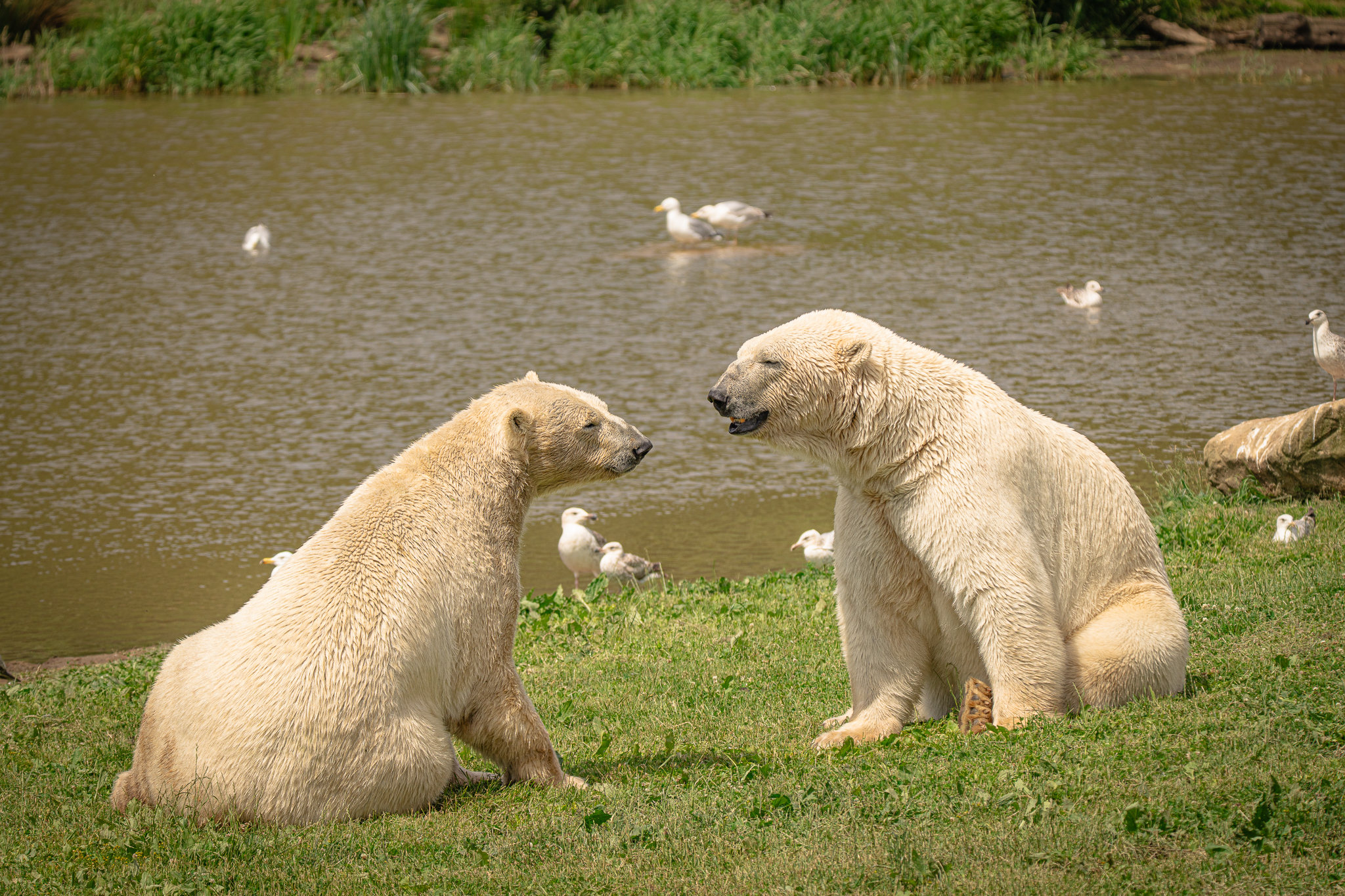 Two polar bears sitting on grass near a pond with seagulls