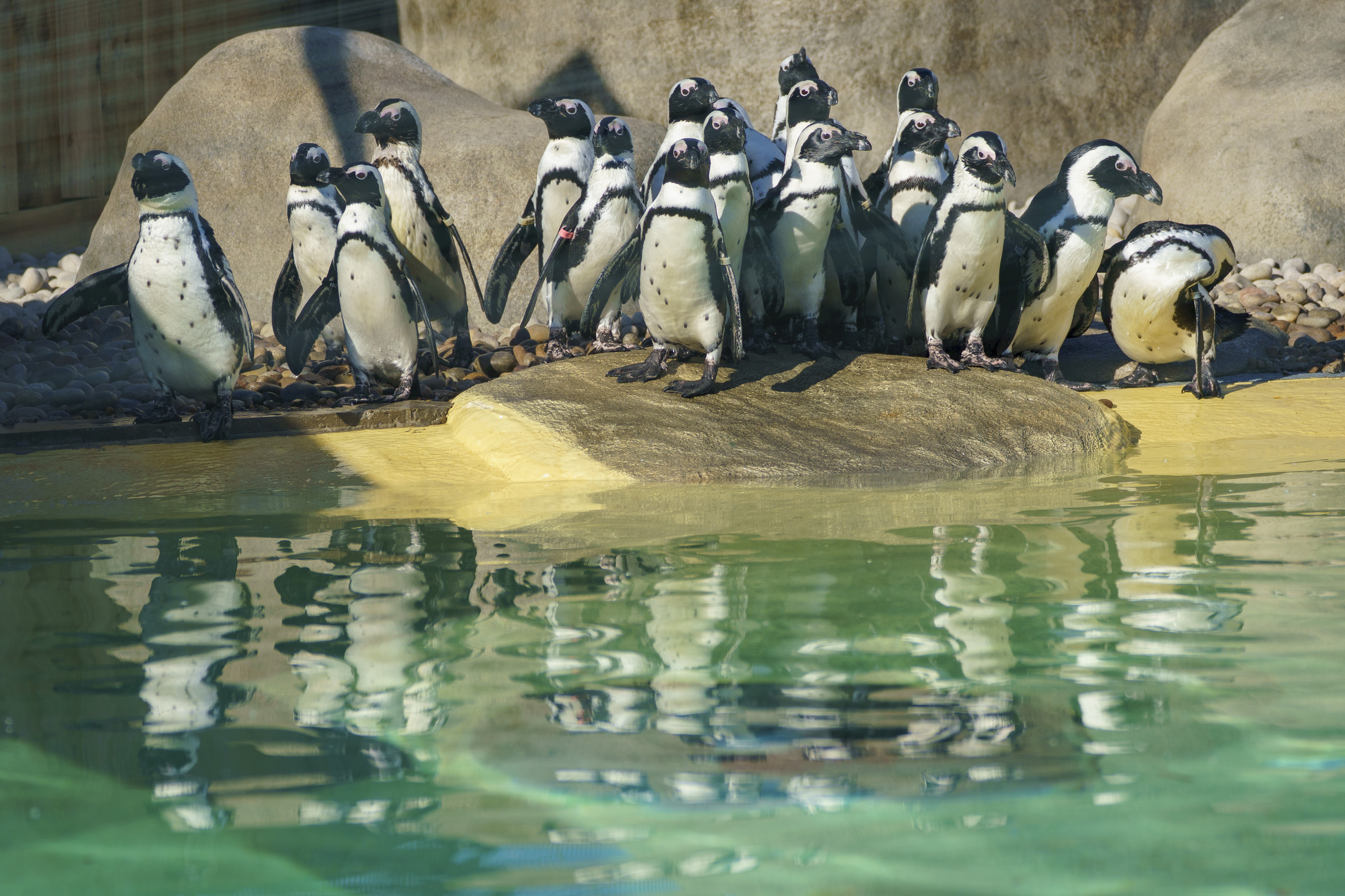 Group of penguins standing on rocks by a clear pool