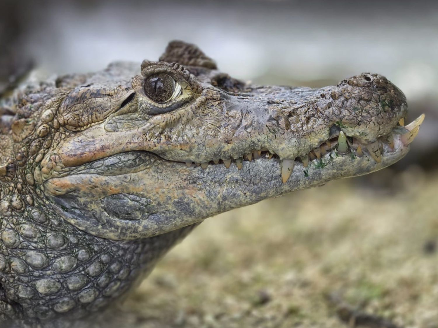 Close-up of a crocodile's textured skin and sharp teeth