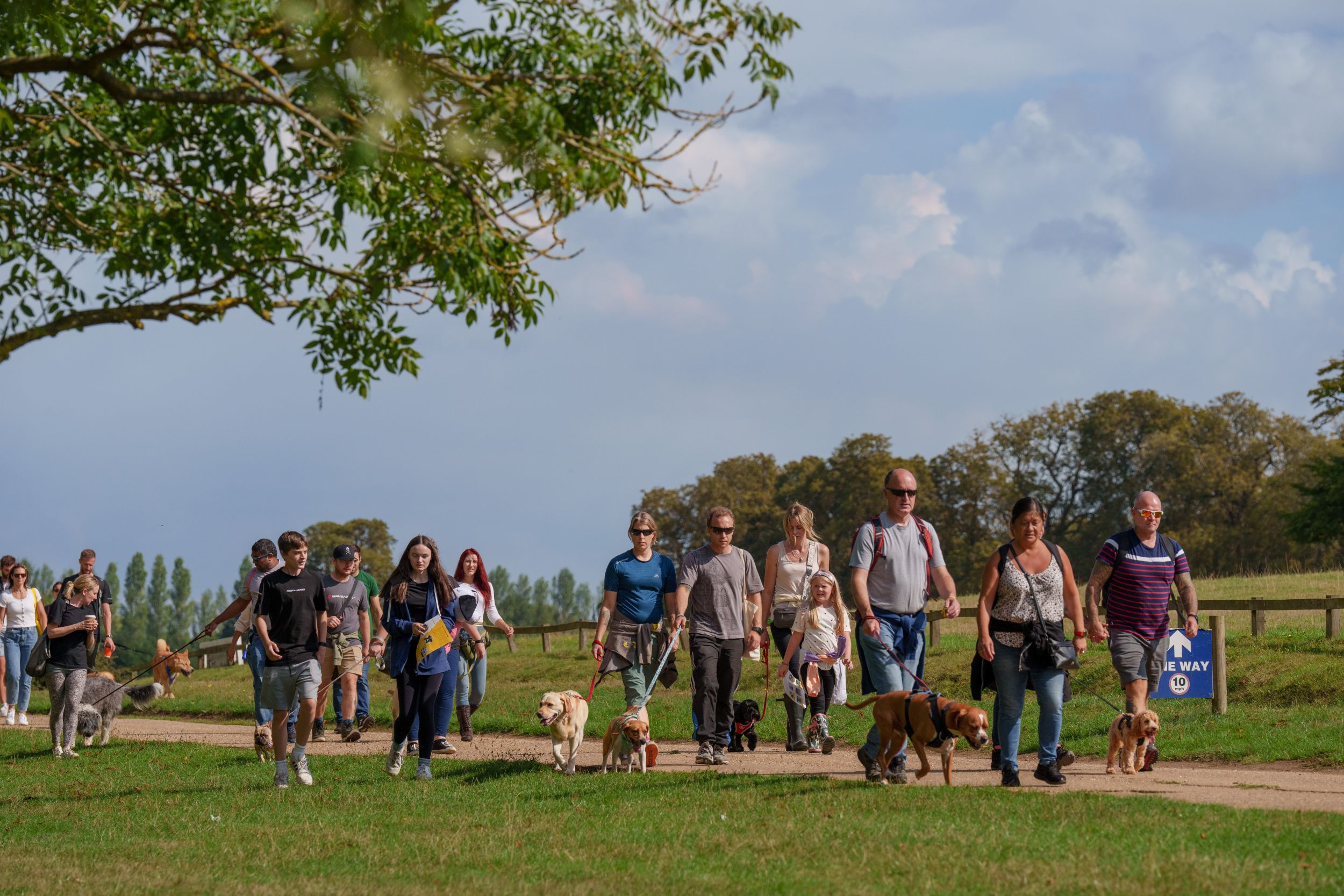 Group of people walking dogs on a sunny Yorkshire countryside path