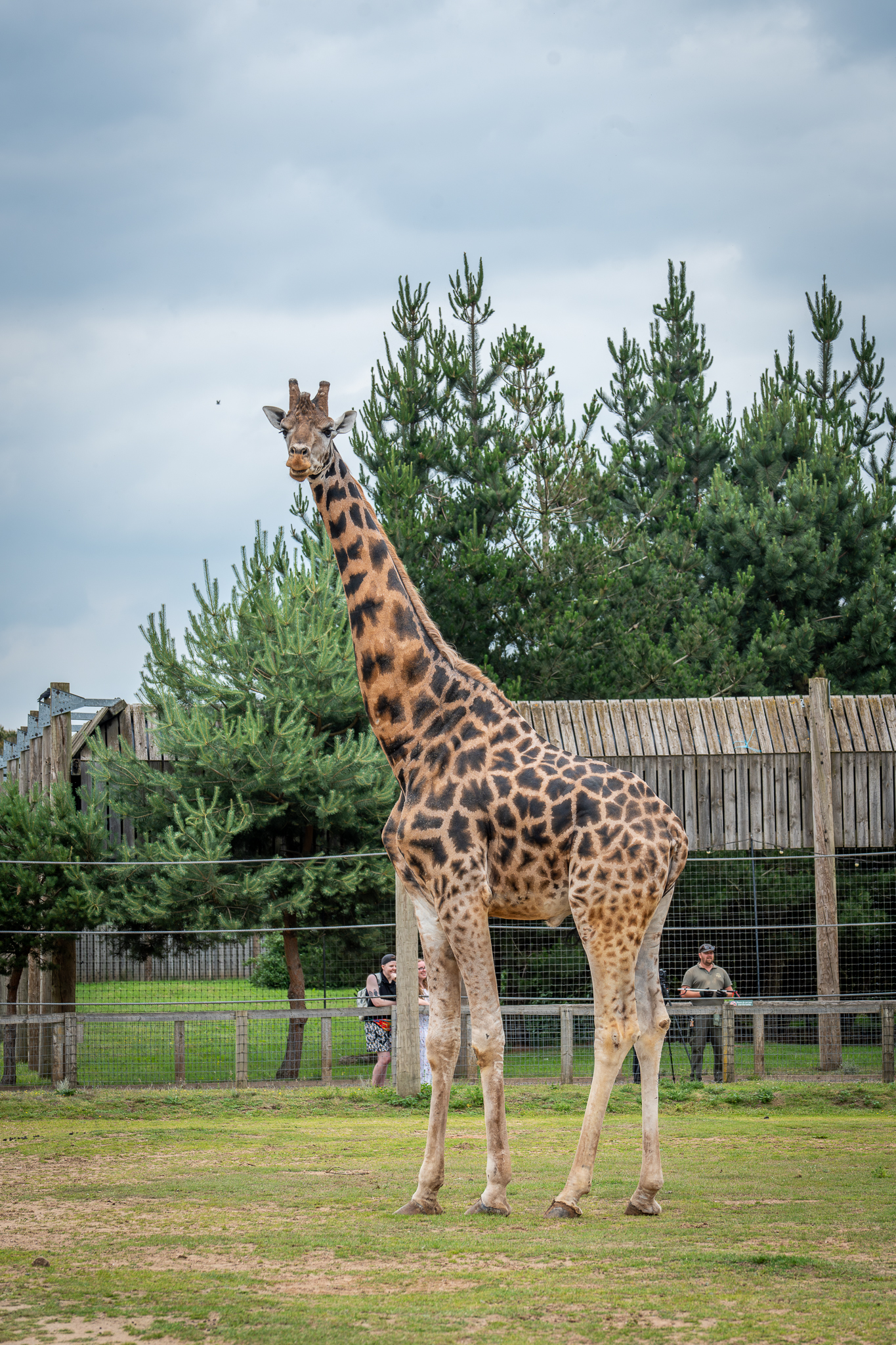 Giraffe standing in a grassy enclosure with trees and fence