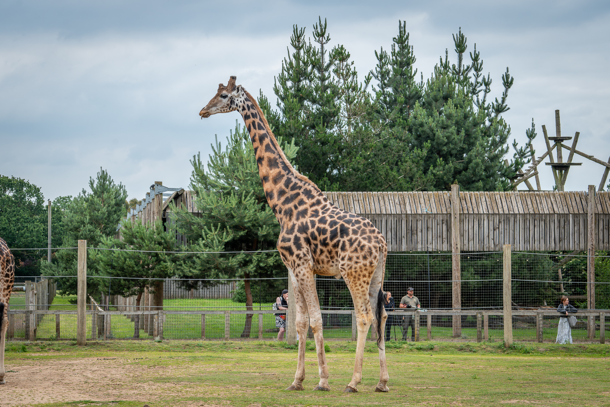Giraffe standing in a Yorkshire wildlife park enclosure