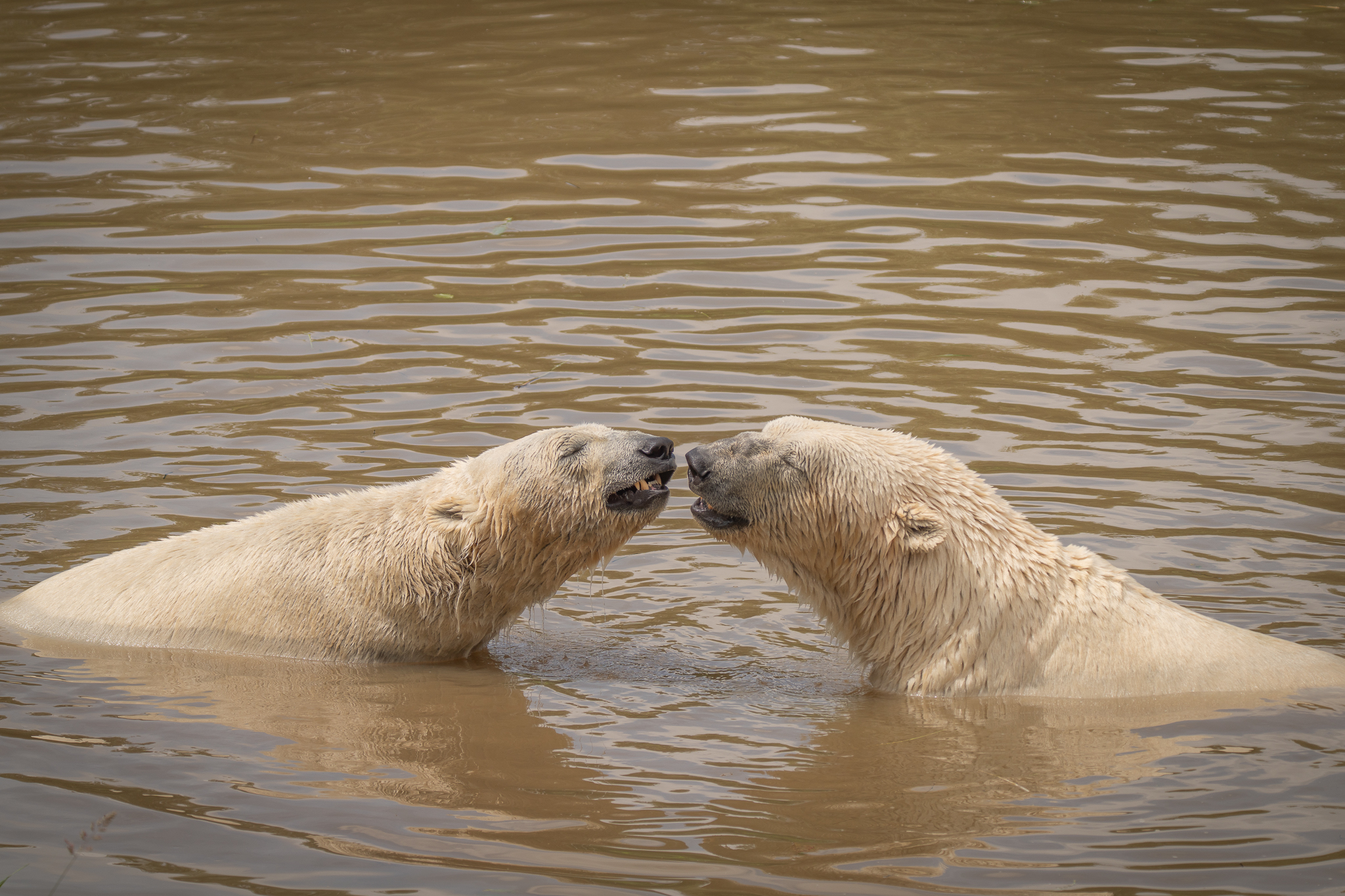 Two polar bears playfully nuzzling in a muddy pond