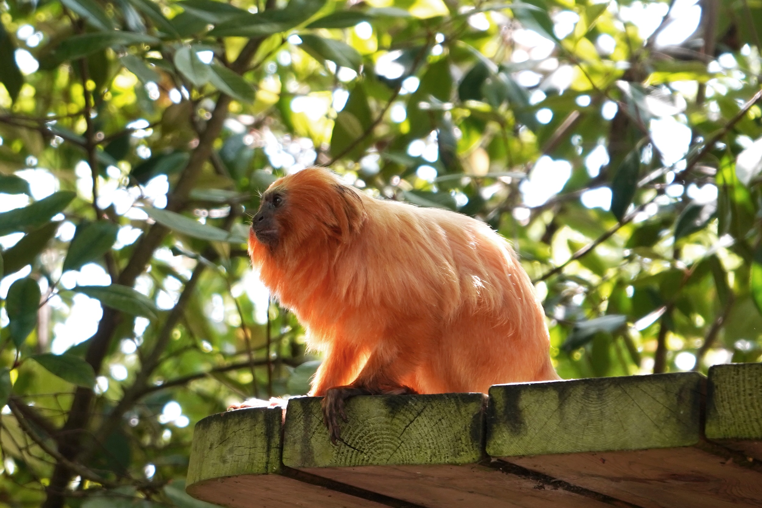 Golden lion tamarin sitting on a wooden platform in leafy canopy