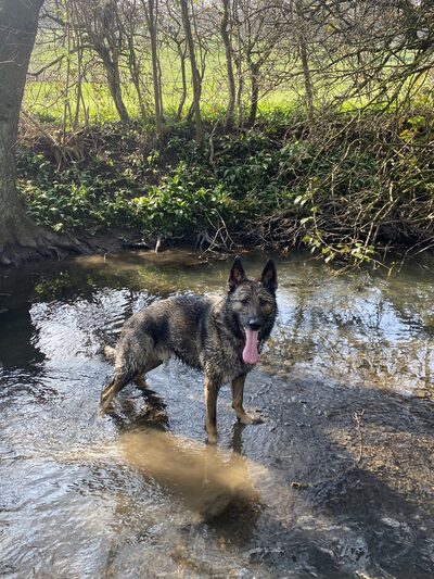 German Shepherd standing in a shallow stream surrounded by trees