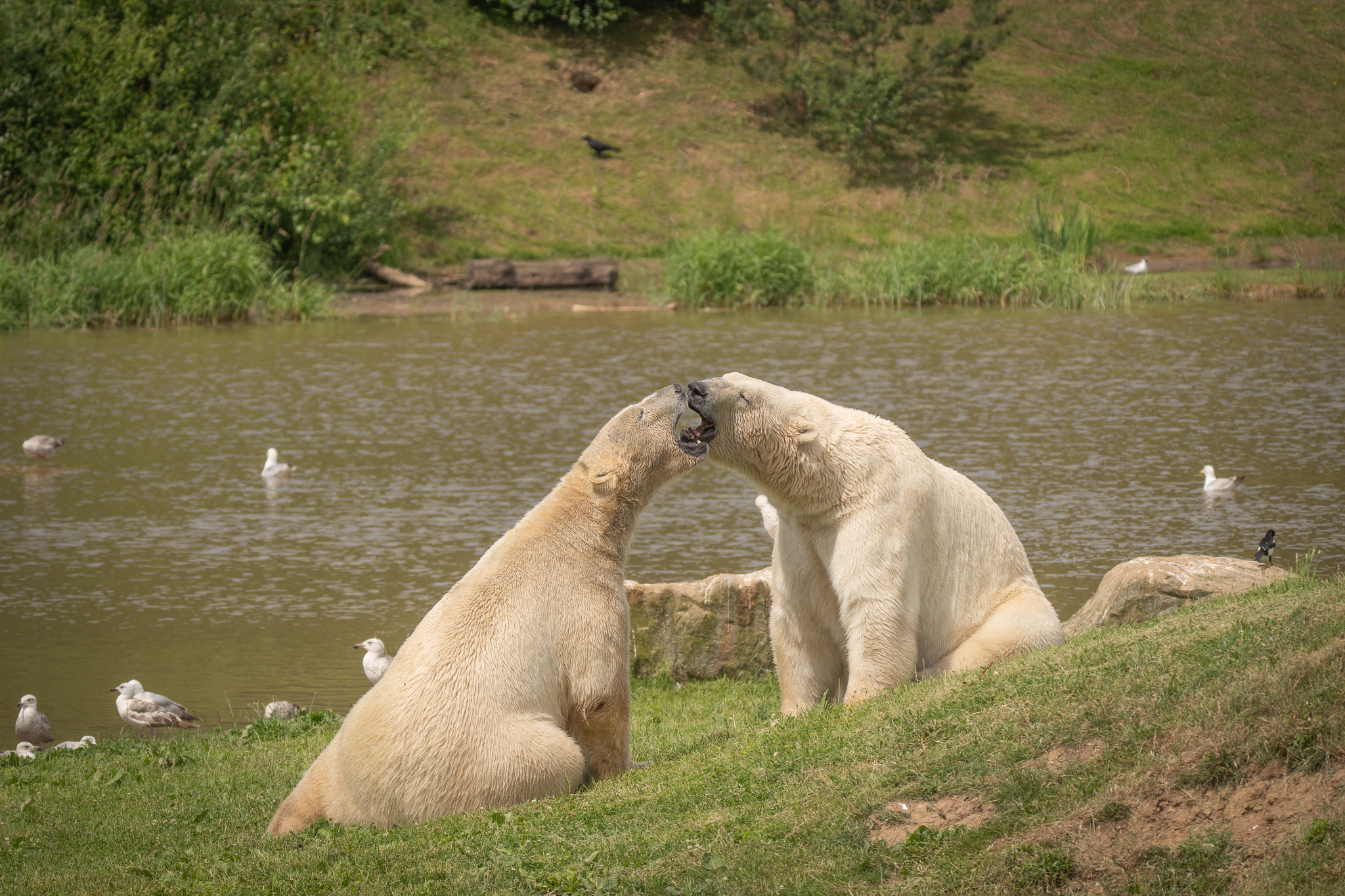 Two polar bears playfully interacting by a pond