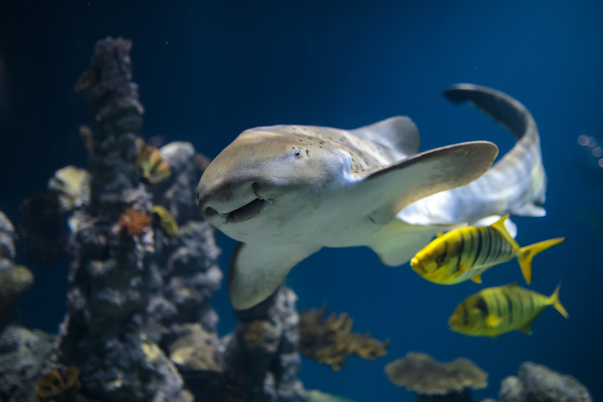 Zebra shark gliding through a blue aquarium with coral