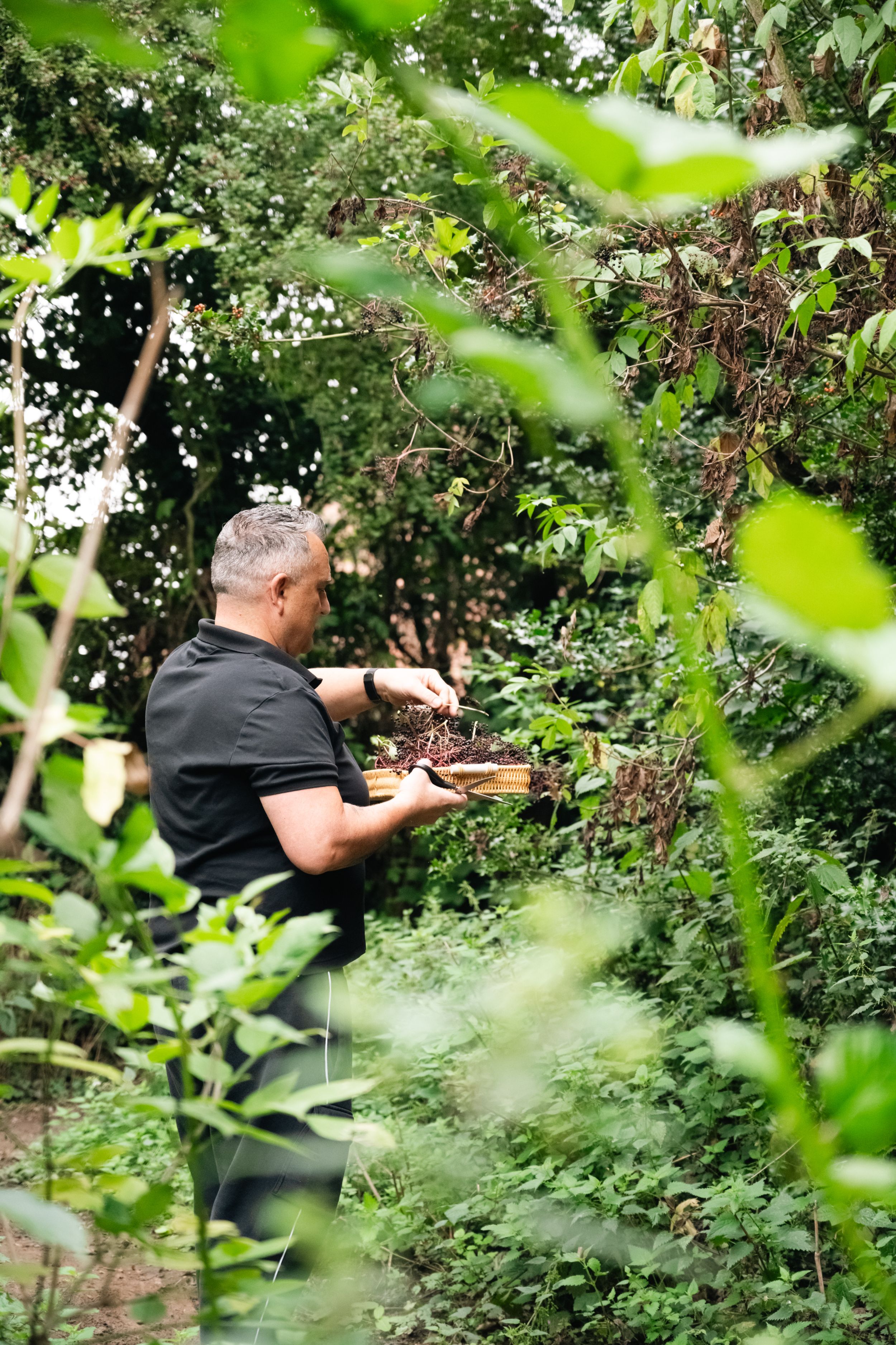 Man foraging wild berries in lush green Yorkshire woodland