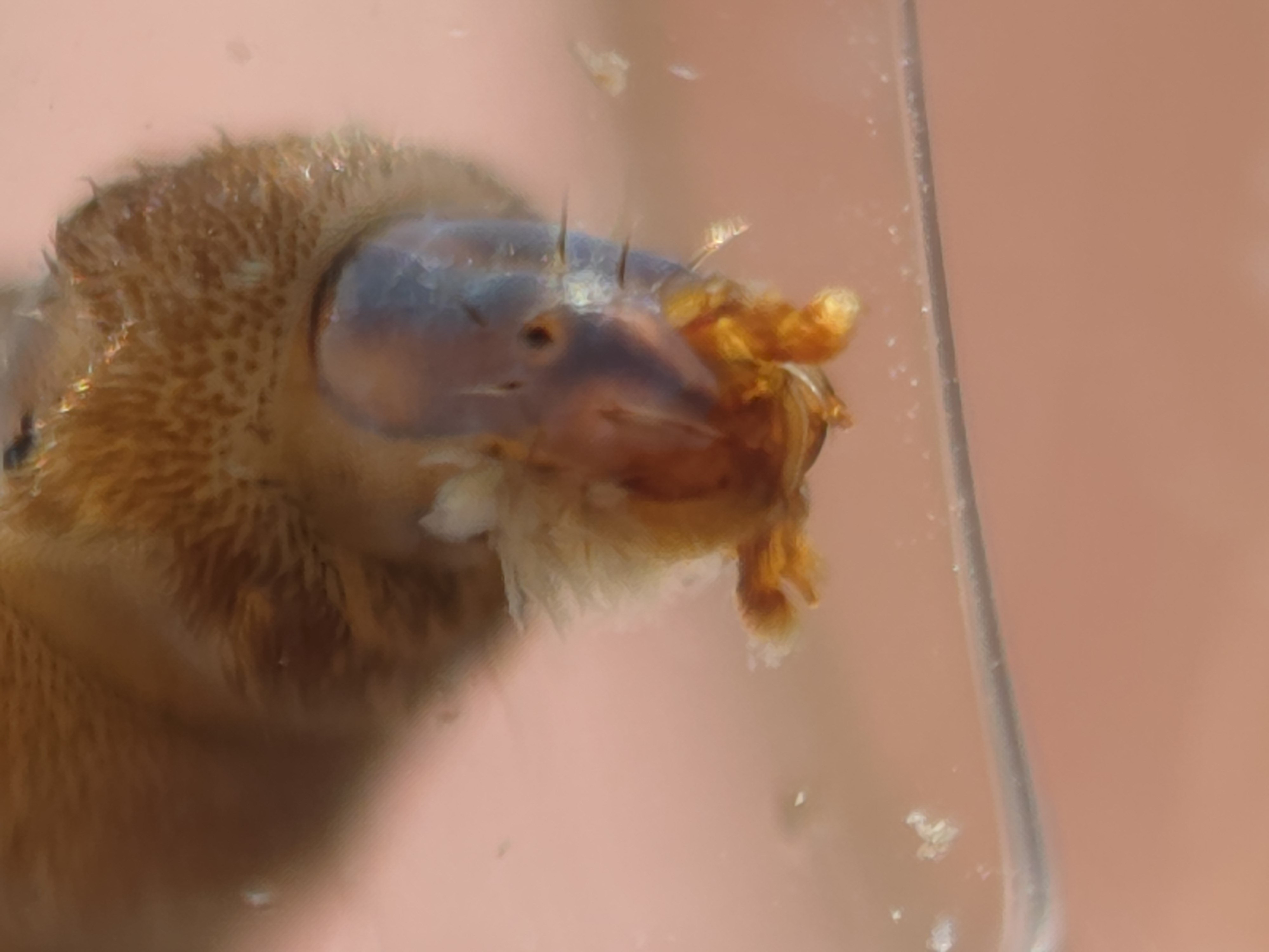 Close-up of a mole's face with a distinctive snout and claws