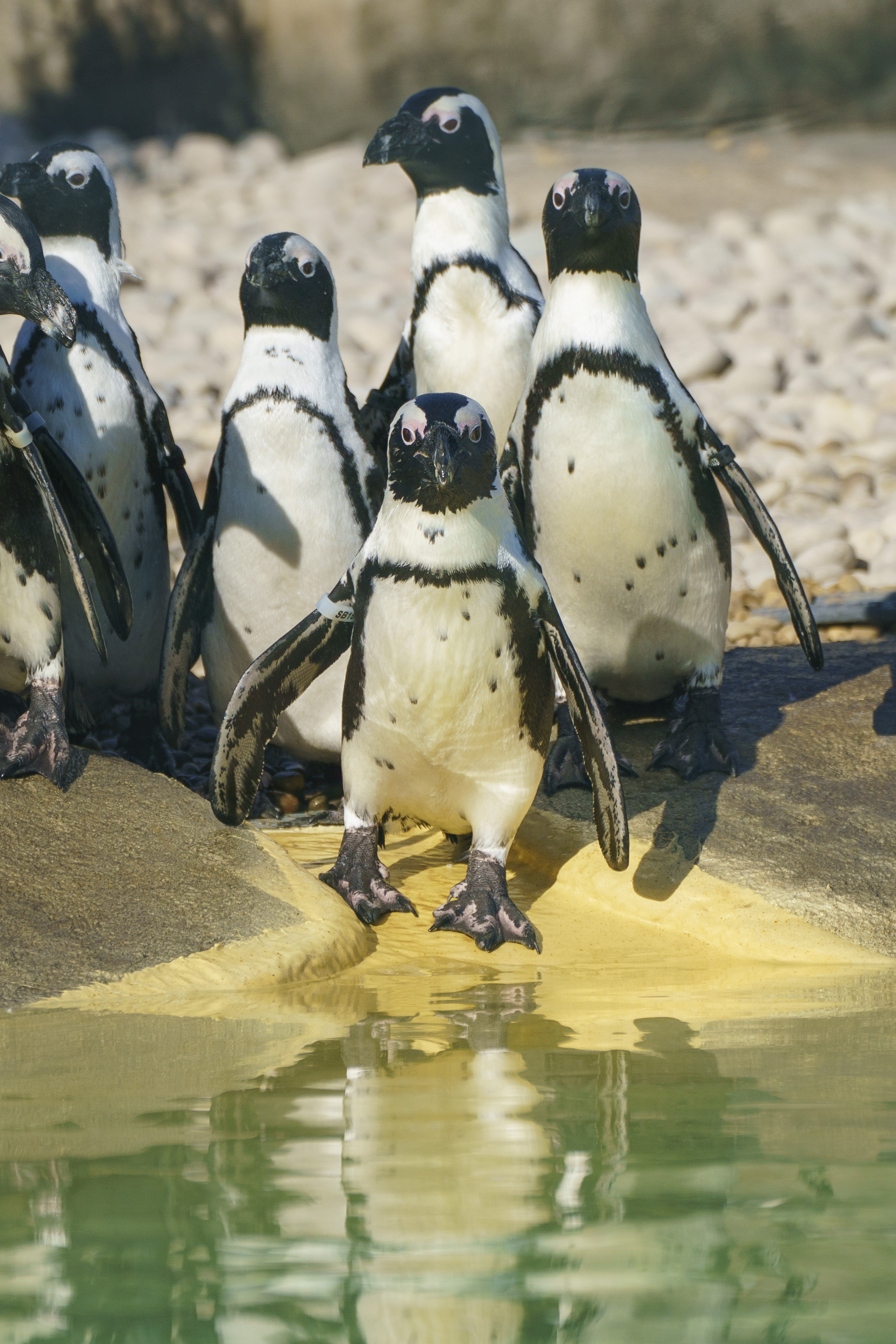 Group of penguins standing on a rock by a pond