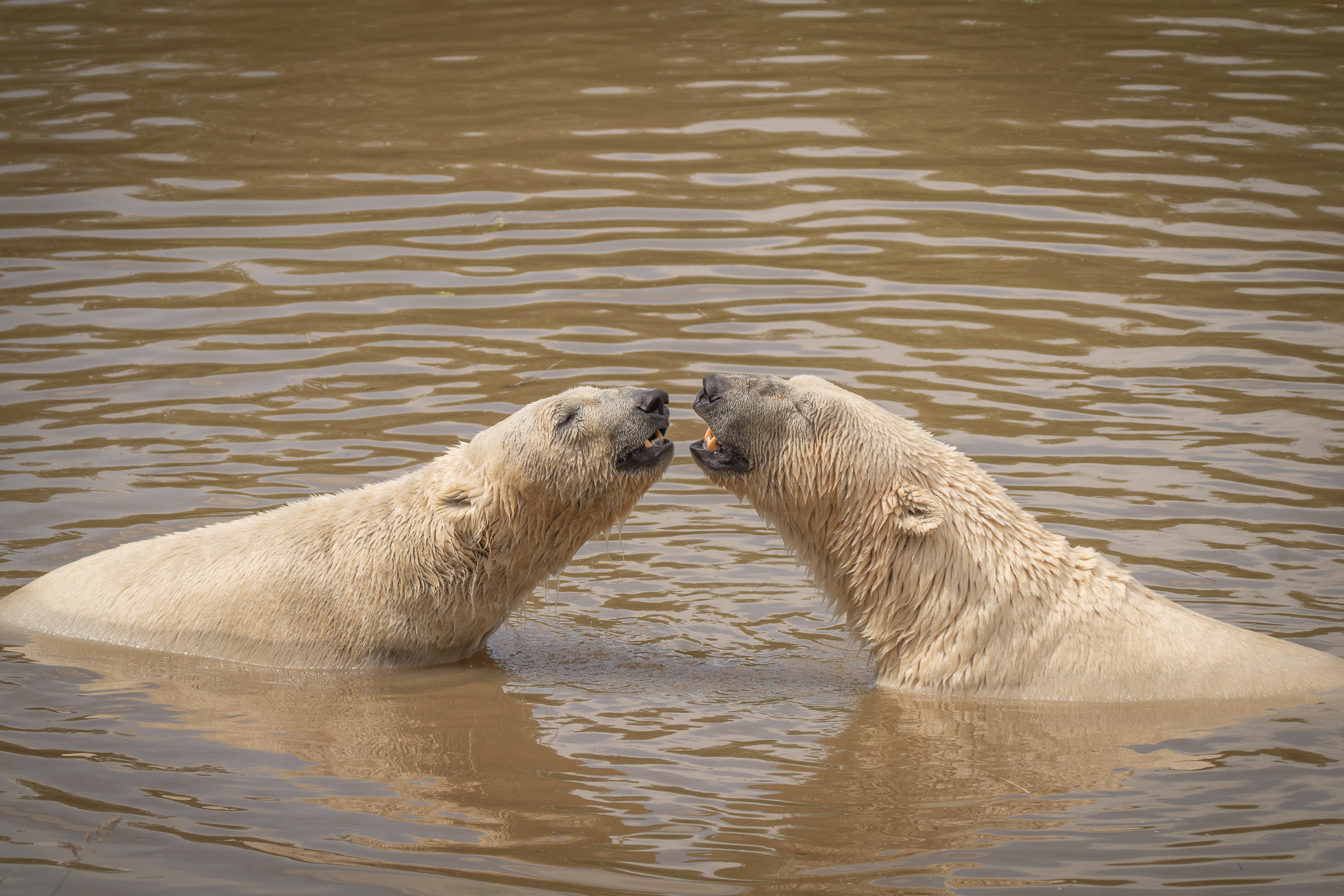 Two polar bears playfully interacting in muddy water
