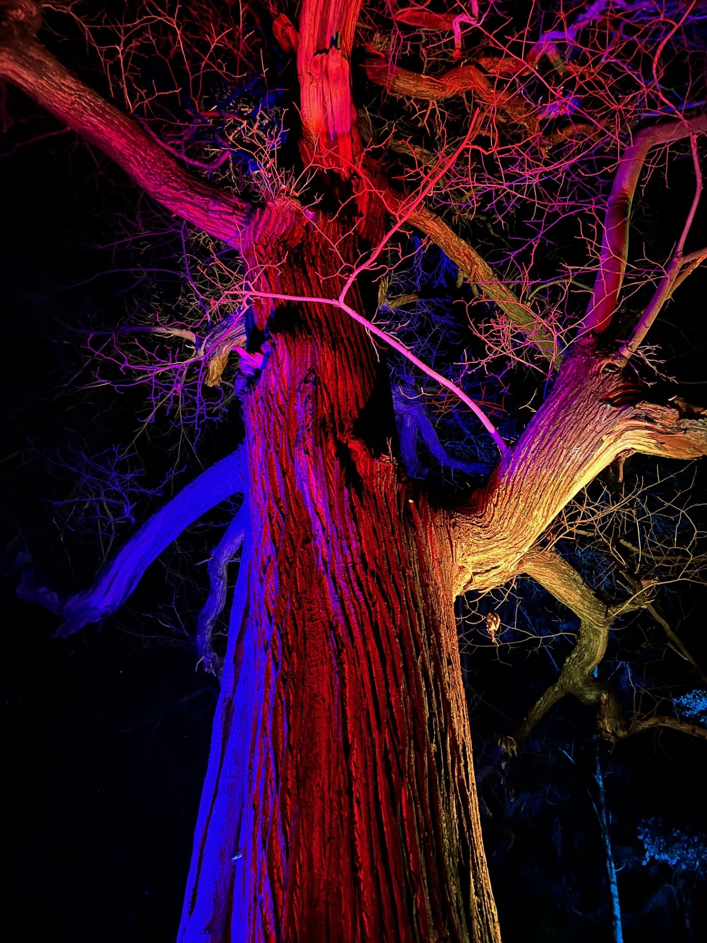 Tree illuminated with vibrant red and blue lights at night