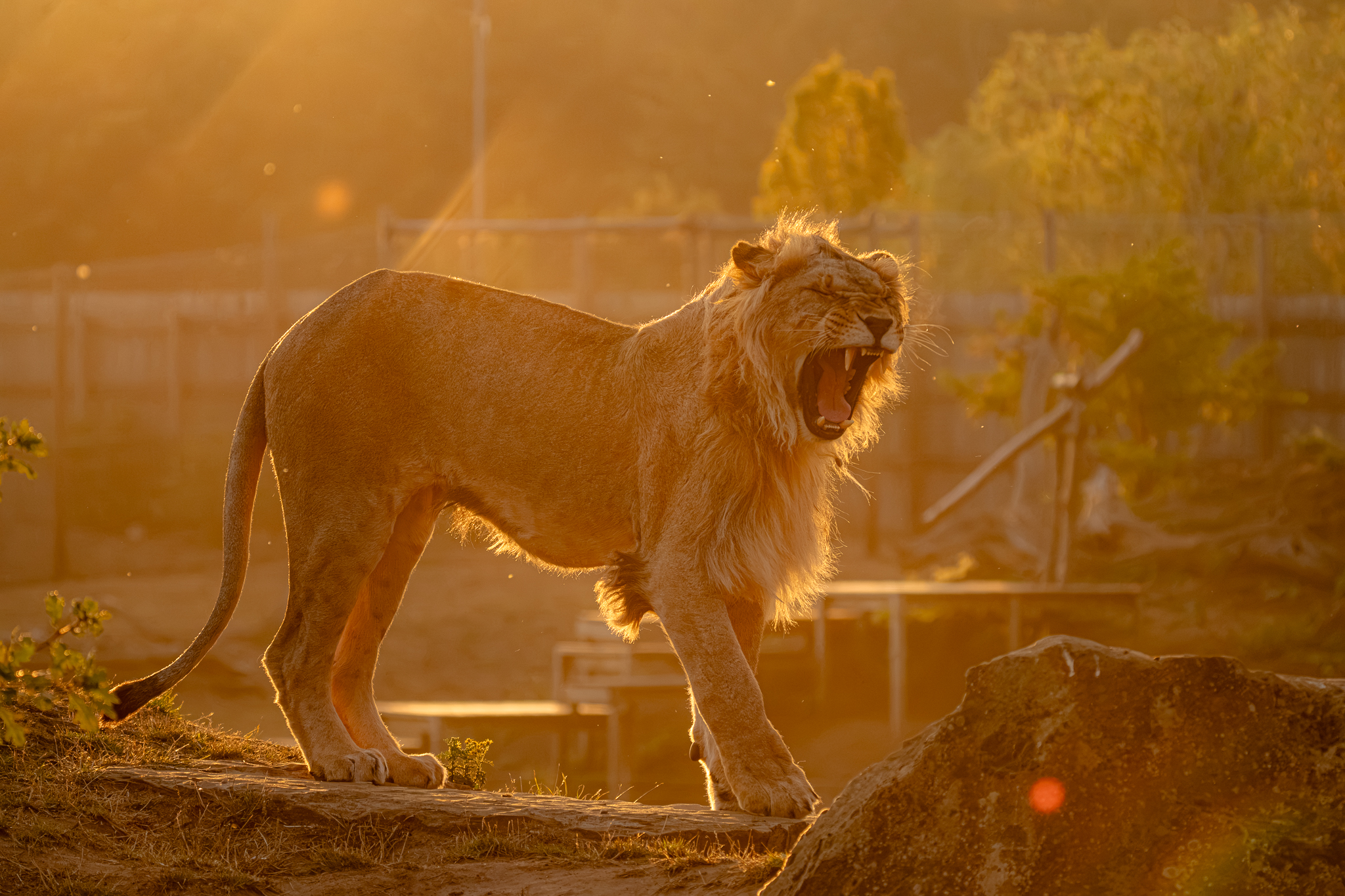 Majestic lion roaring at sunrise in a Yorkshire wildlife park