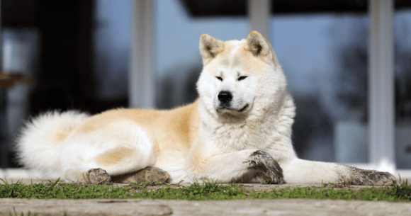 Fluffy Akita dog lounging on grass with blurred background