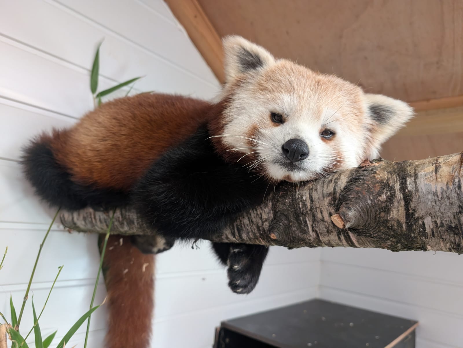 Yorkshire Wildlife Park Offers New Attractions and Activities for May Half-Term Families