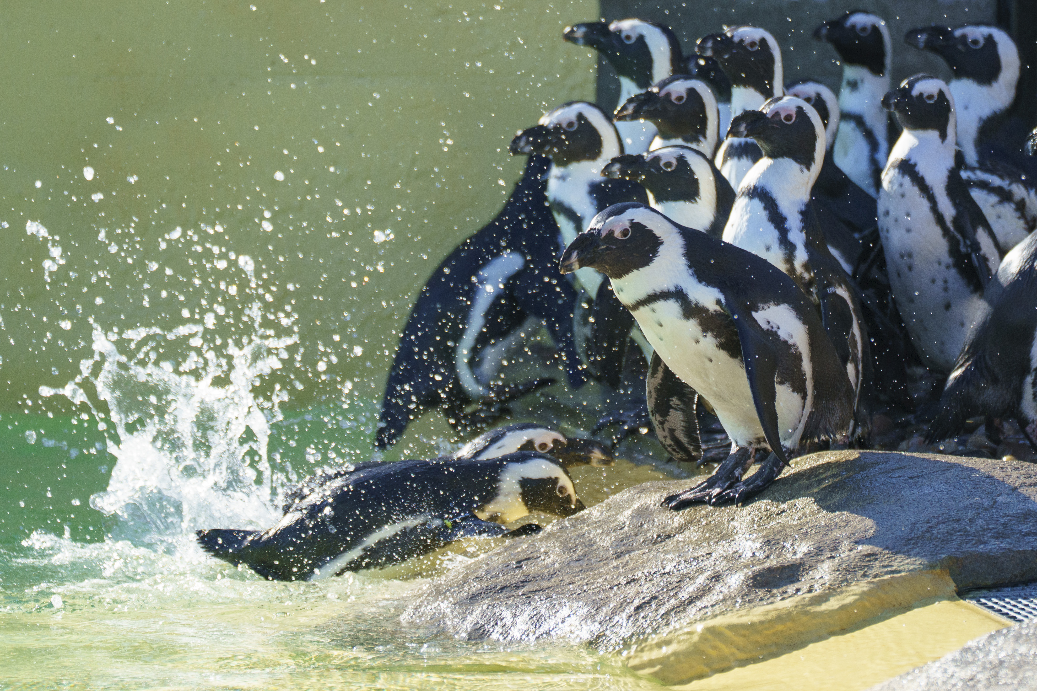Group of penguins splashing into water from a rocky ledge
