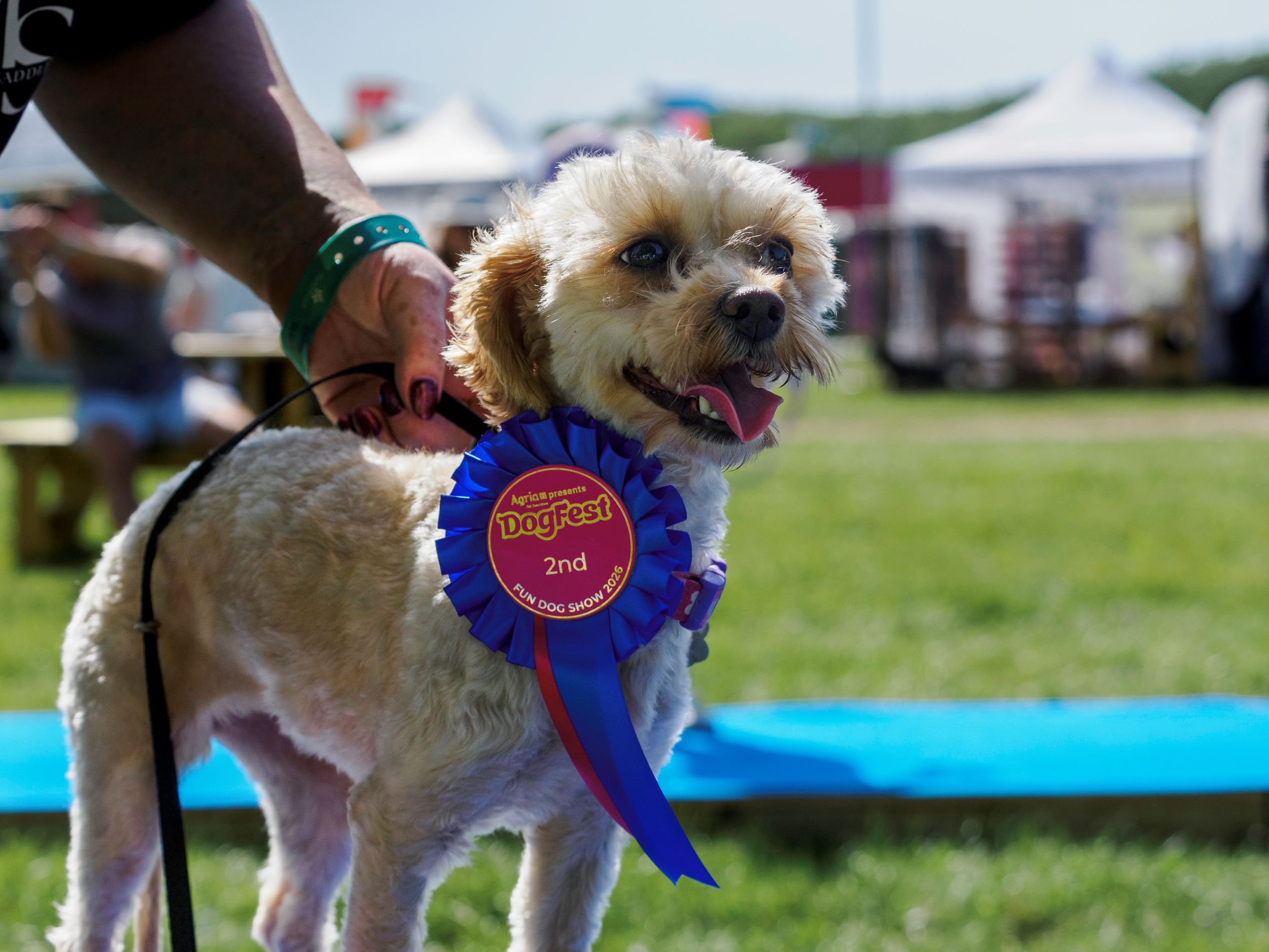 Small dog with a blue rosette at a Yorkshire dog show