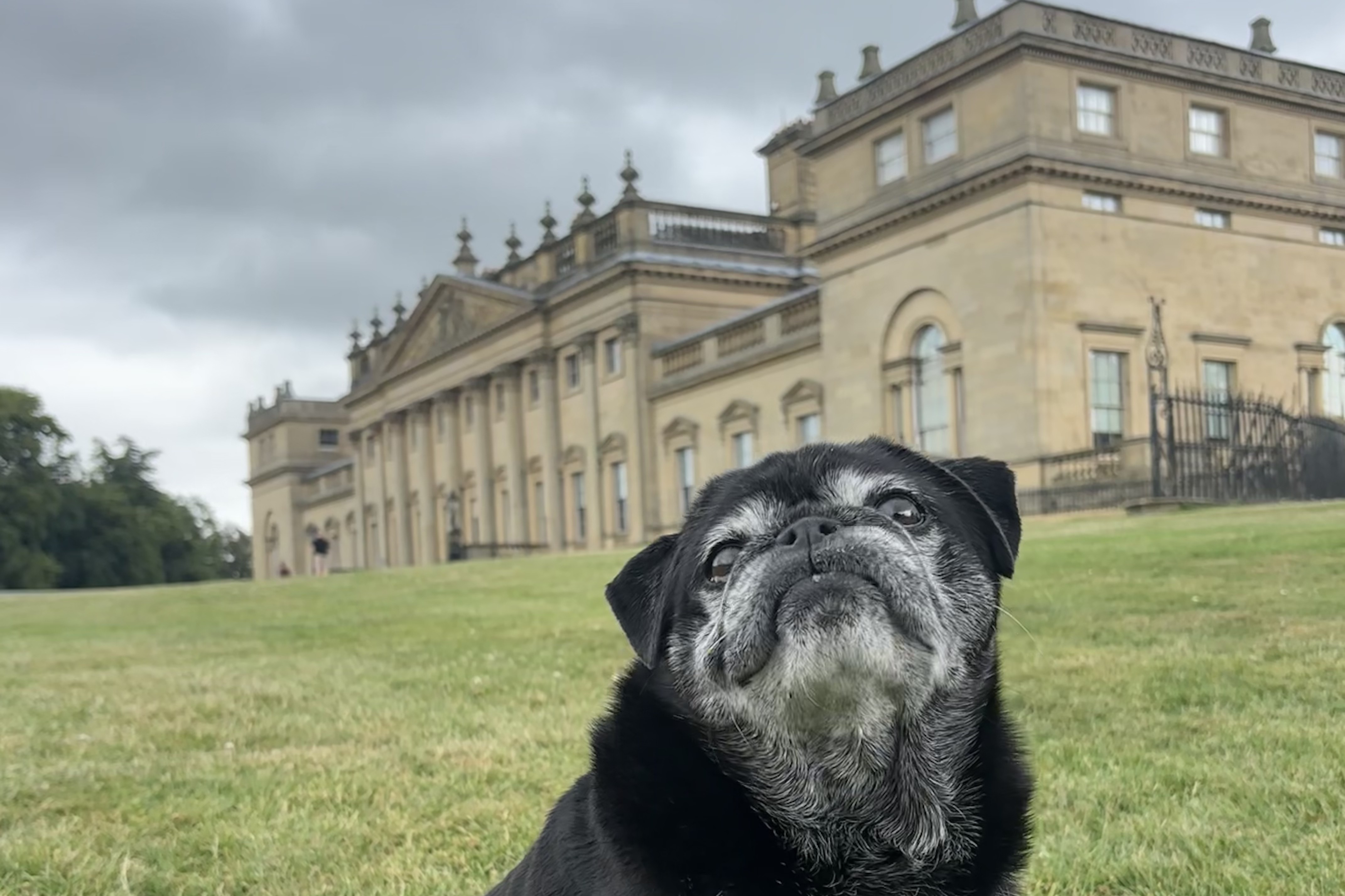 Yorkshire to Host Largest Pug Meet at Harewood House on 2 August 2026