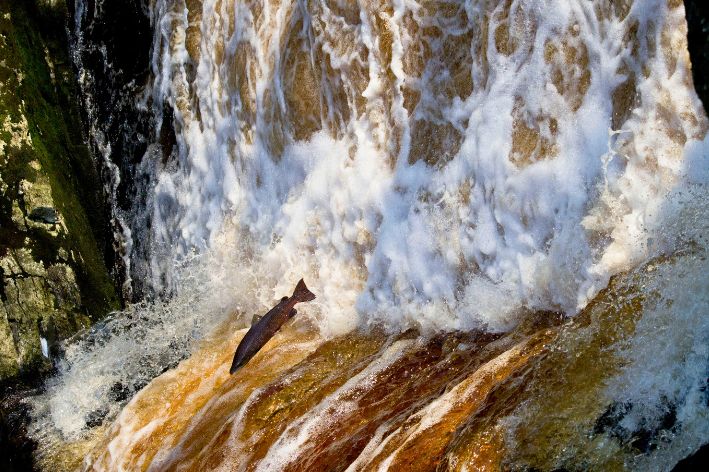 Salmon leaping up Aysgarth Falls with foamy water splashing
