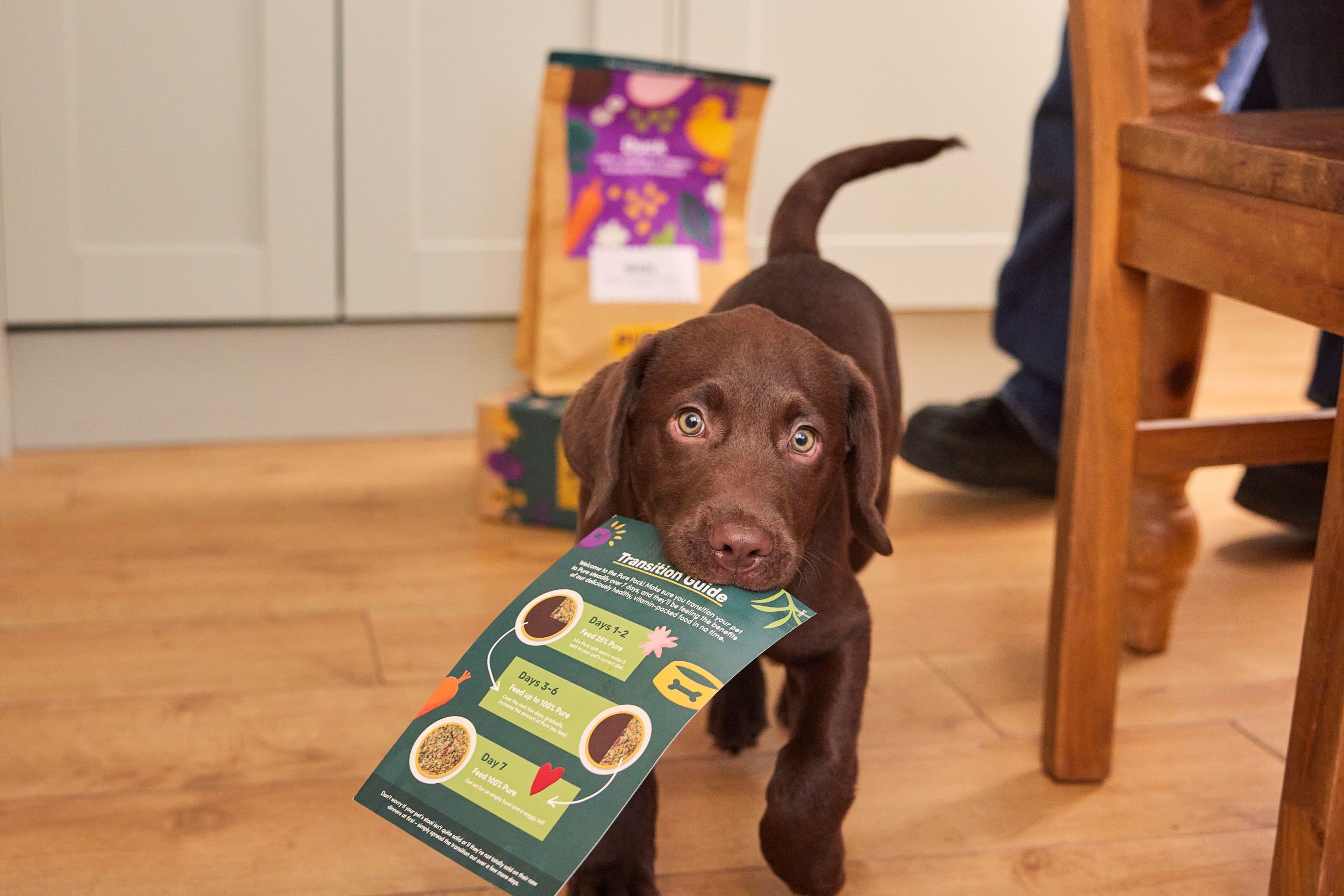 Chocolate Labrador puppy holding a dog food brochure indoors