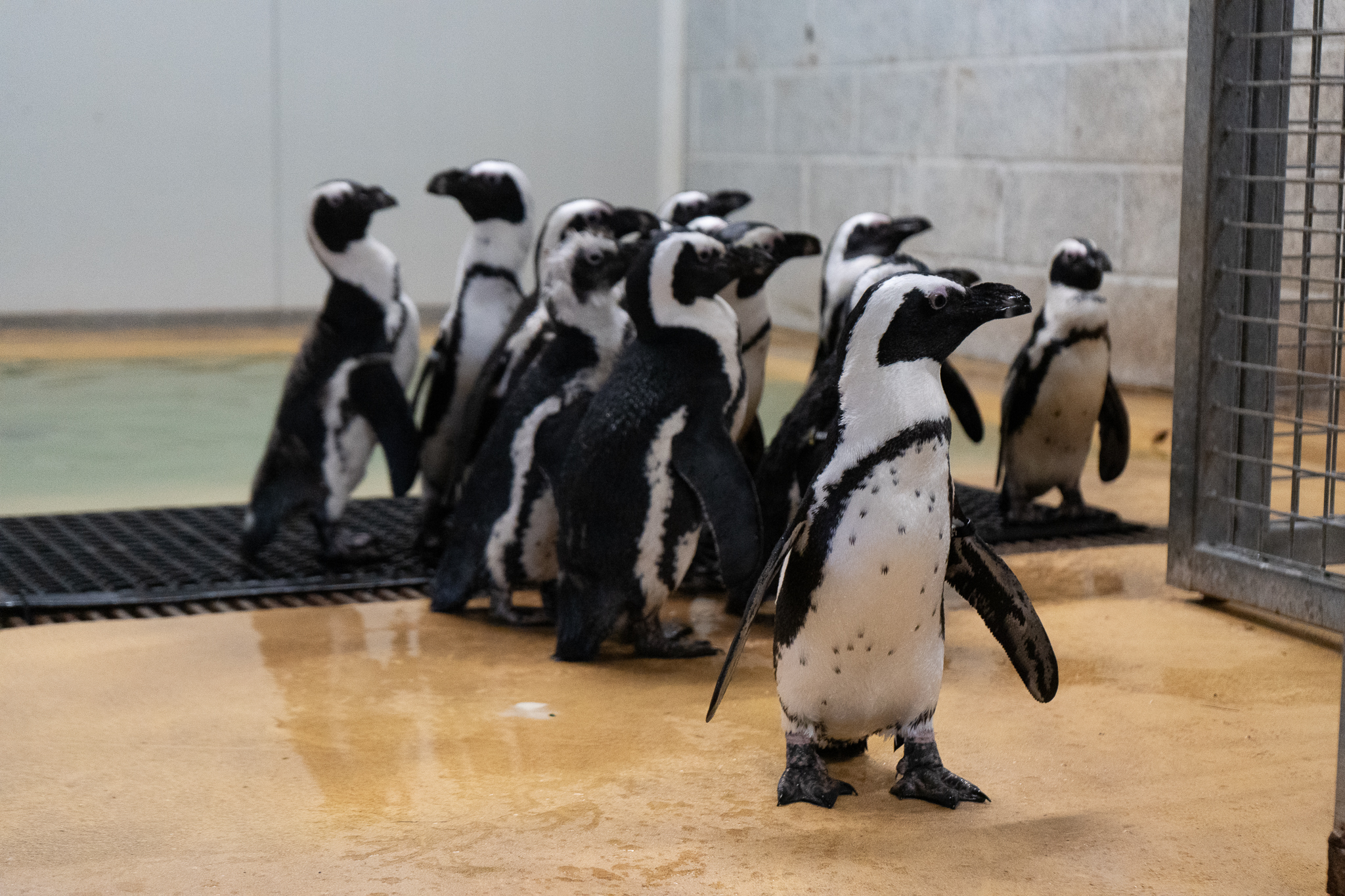 Group of penguins walking on wet floor in indoor enclosure