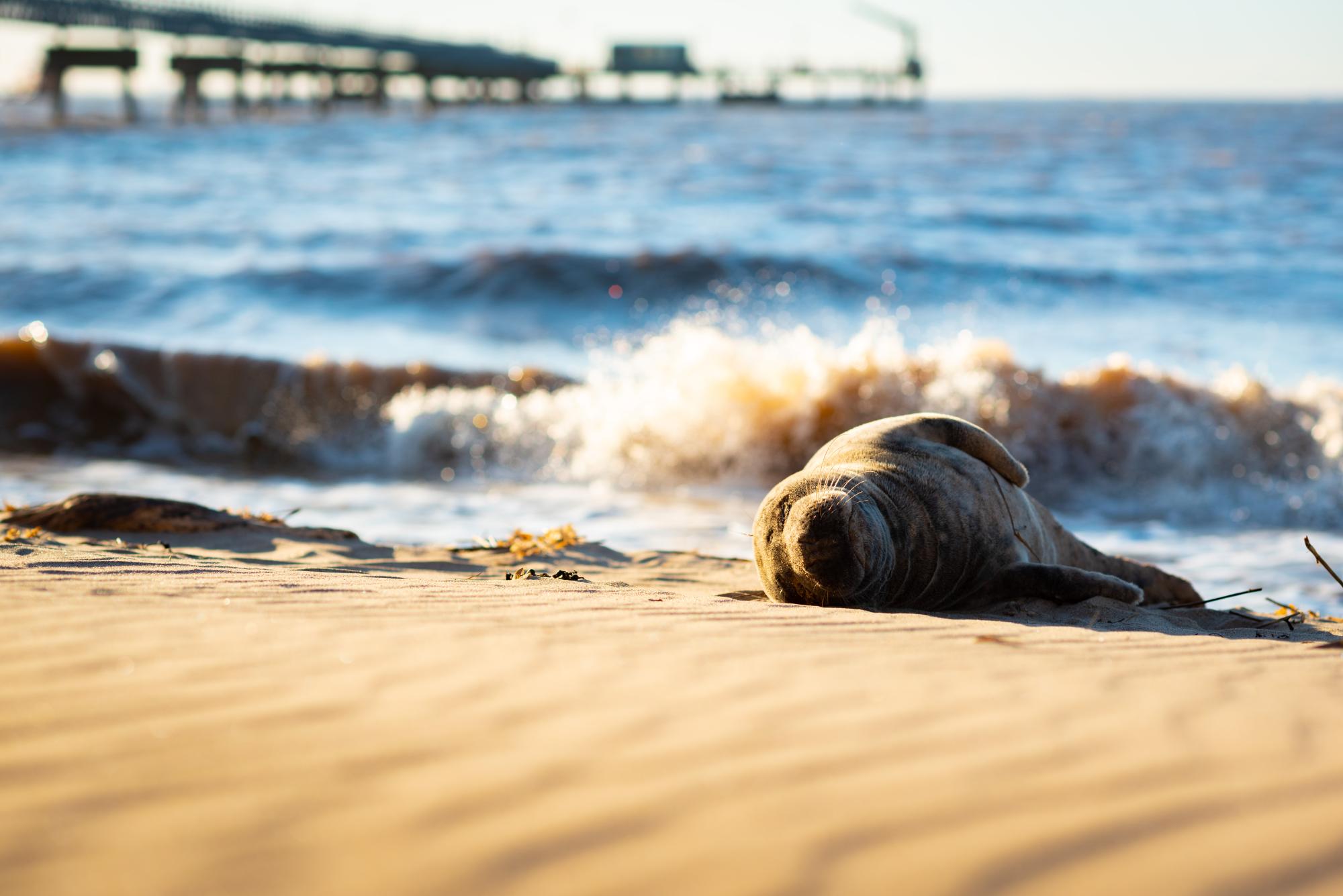 Seal pup resting on sandy beach with waves in background