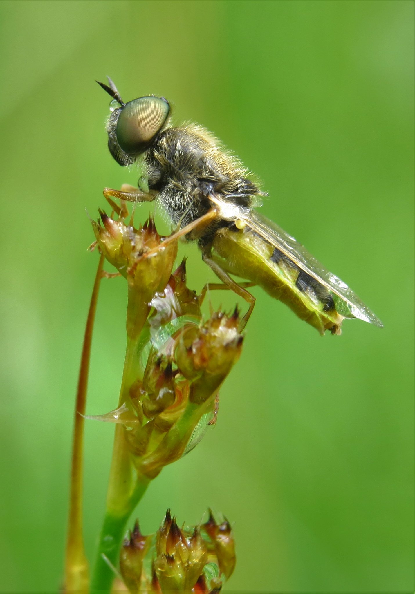Close-up of a hoverfly perched on a green plant stem