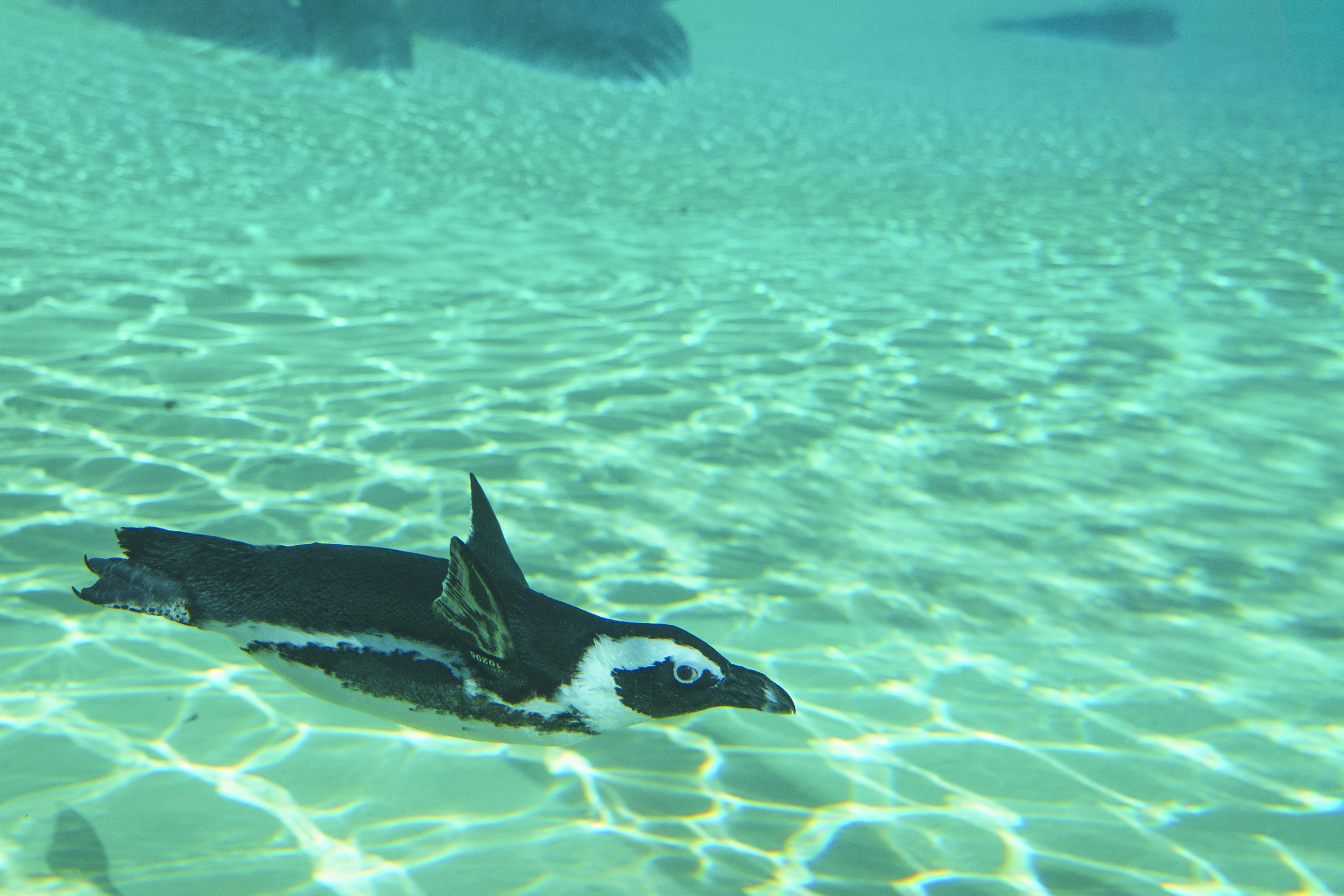 Penguin swimming underwater in clear turquoise pool