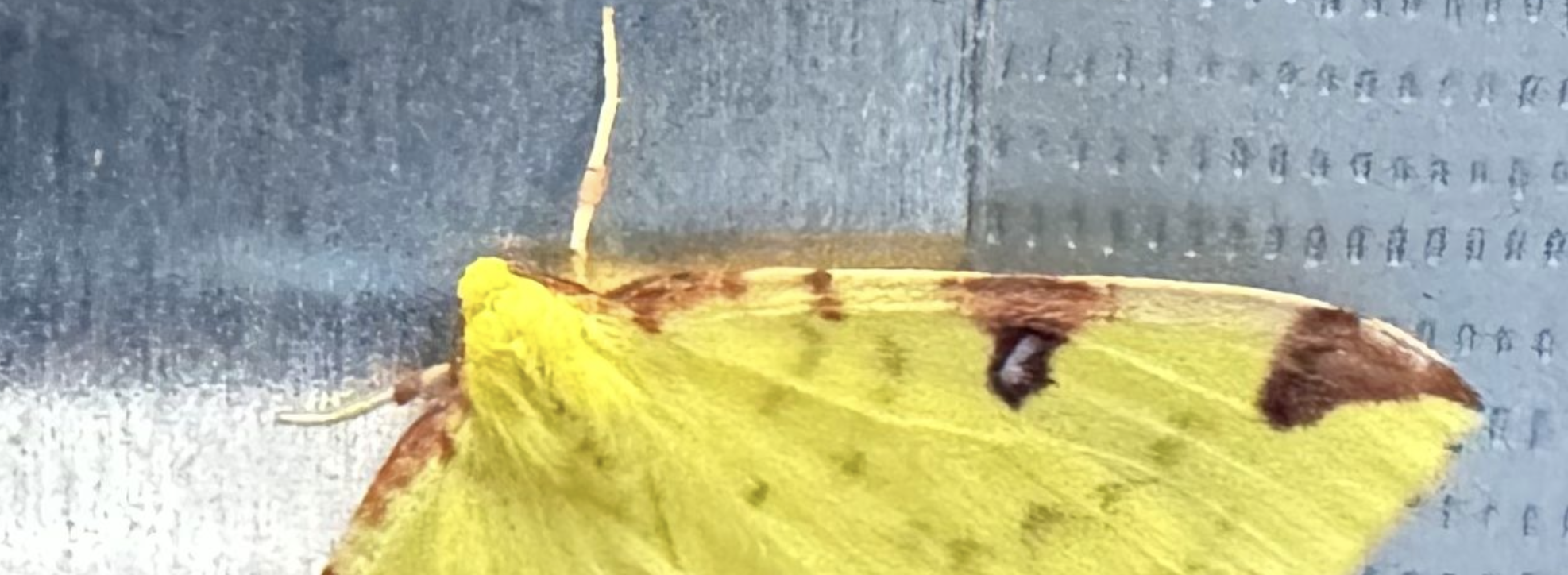 Bright yellow moth with brown spots on a textured surface