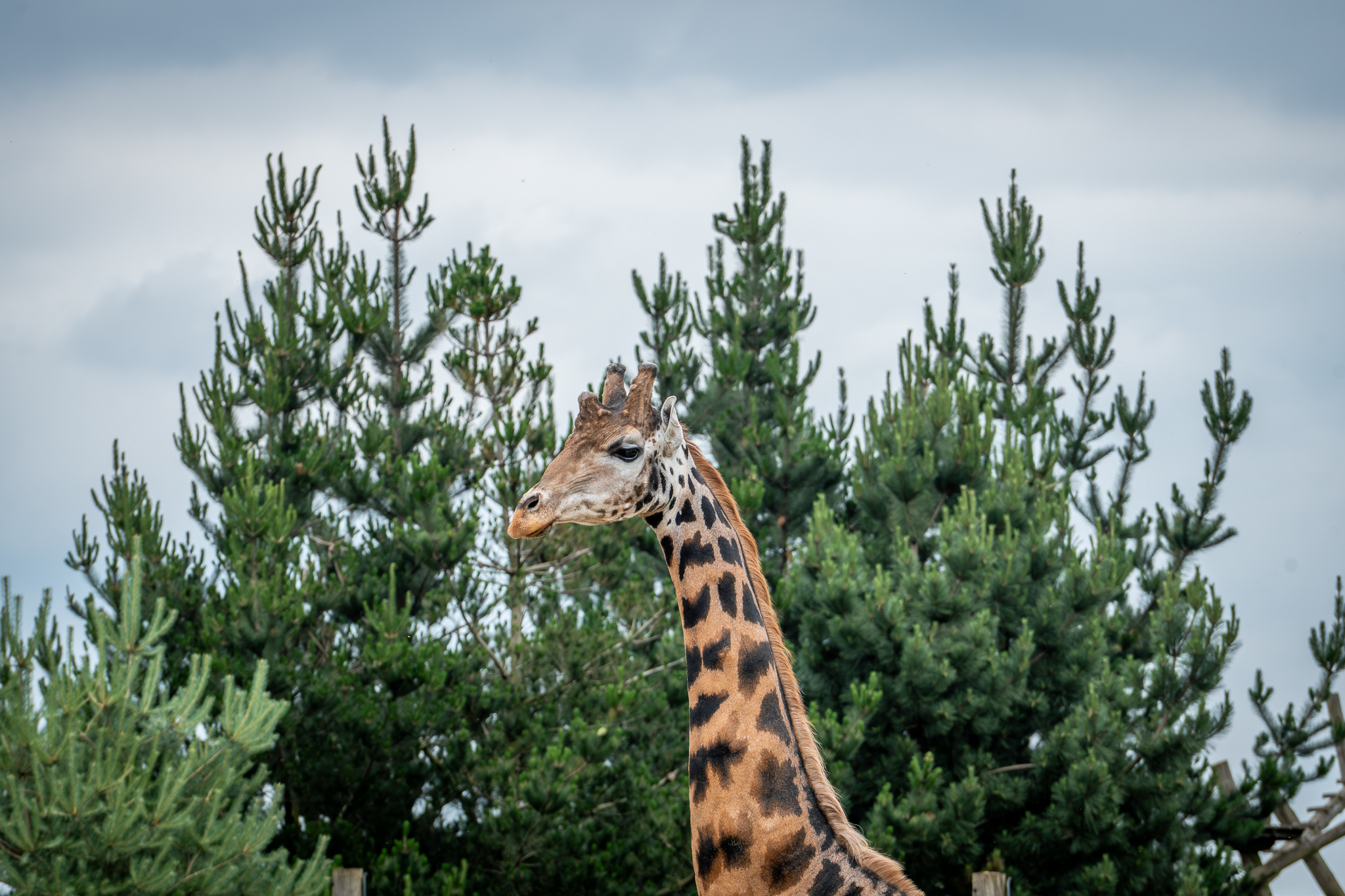 Giraffe standing in front of tall pine trees at Yorkshire wildlife park