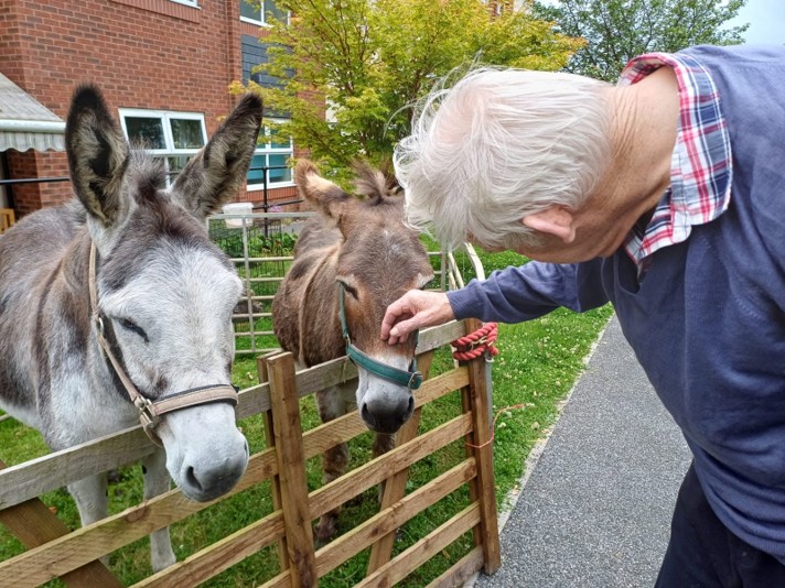 Elderly man petting two donkeys by a wooden fence