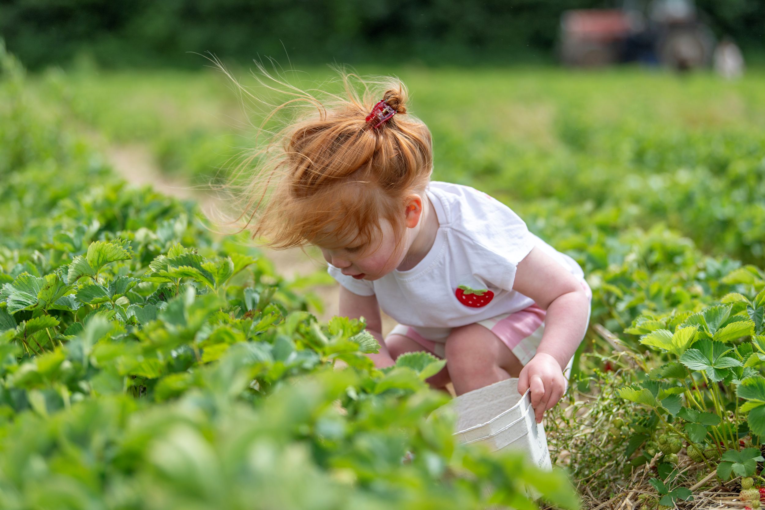 Young child with red hair picking strawberries in a field