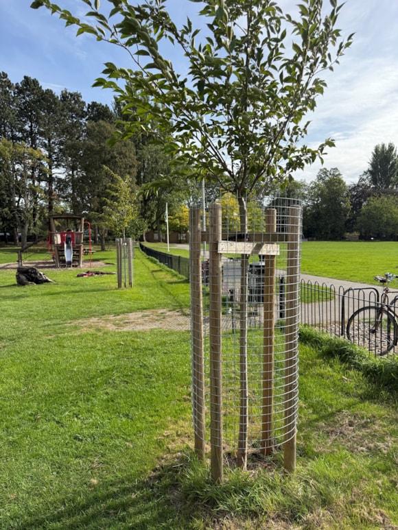 Young tree in protective cage on green park lawn with play area