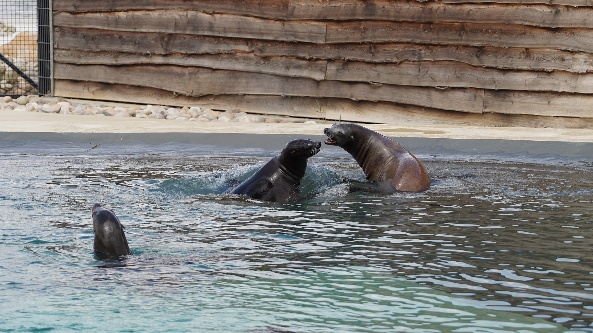 Three playful sea lions swimming in a Yorkshire zoo pool