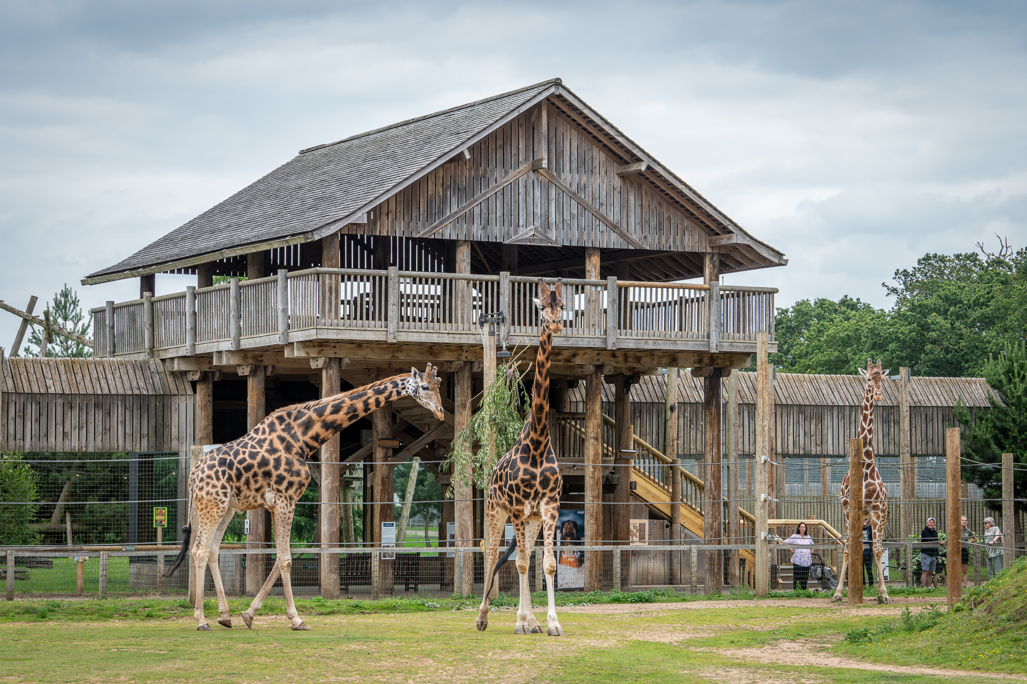 Giraffes in front of wooden safari lodge at Yorkshire Wildlife Park