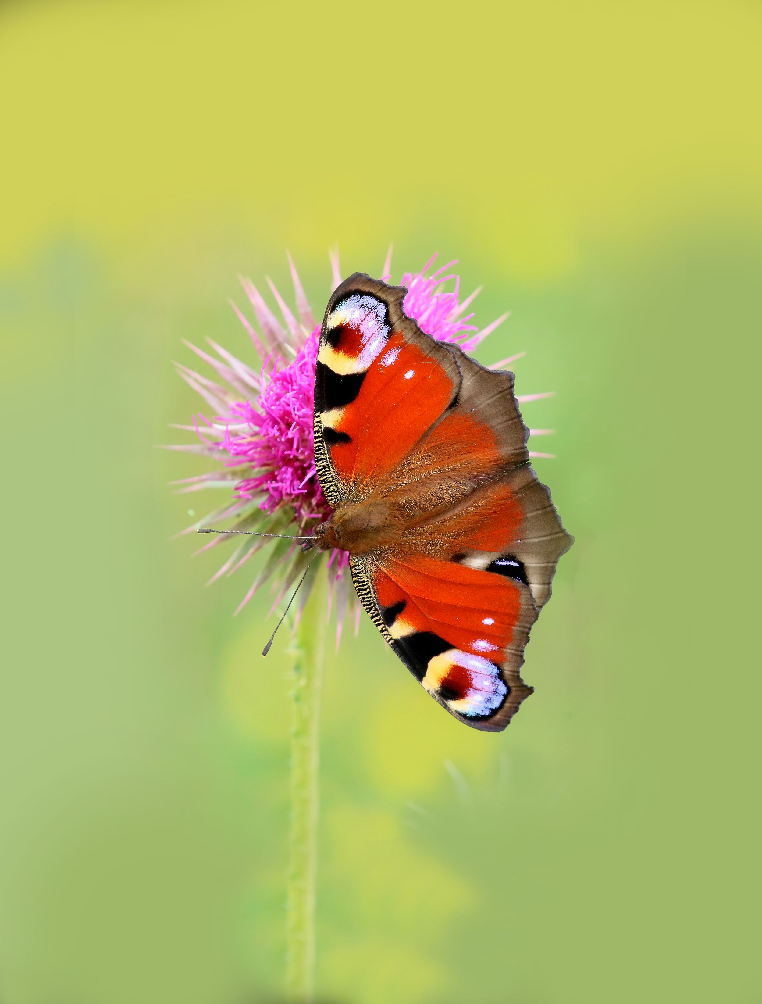 Peacock butterfly perched on vibrant pink thistle flower