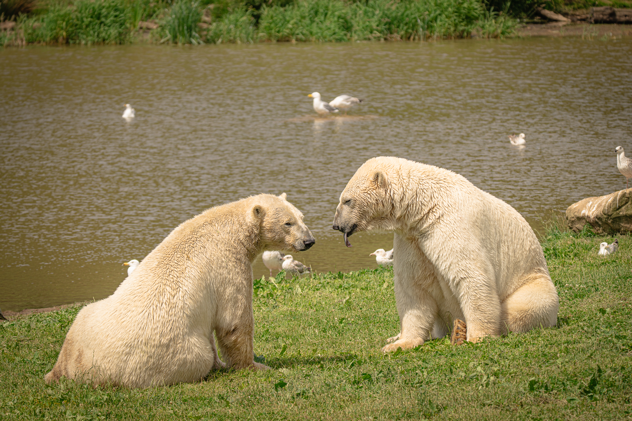 Two polar bears sitting by a pond with seagulls around