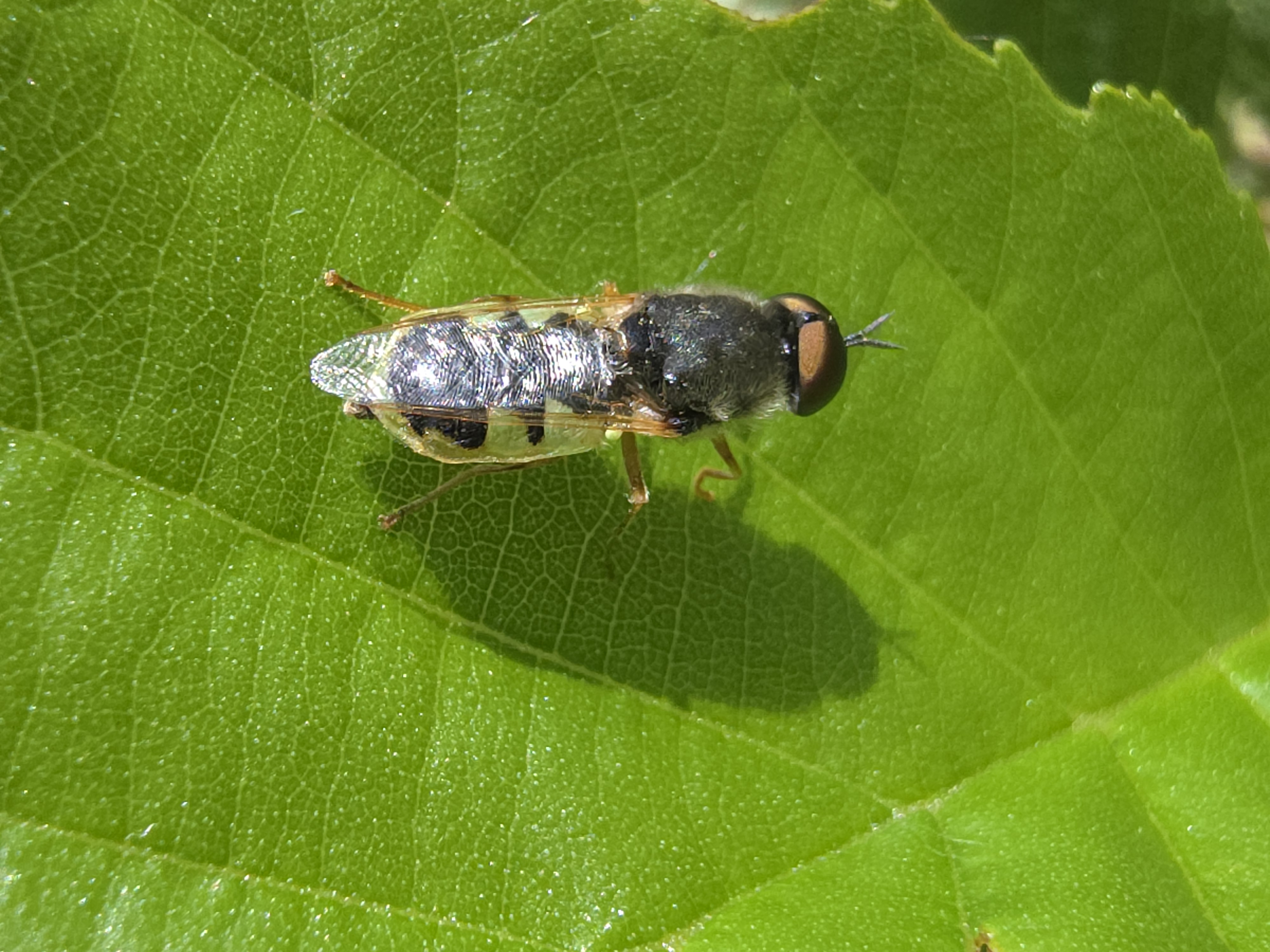 Hoverfly resting on a bright green leaf in sunlight
