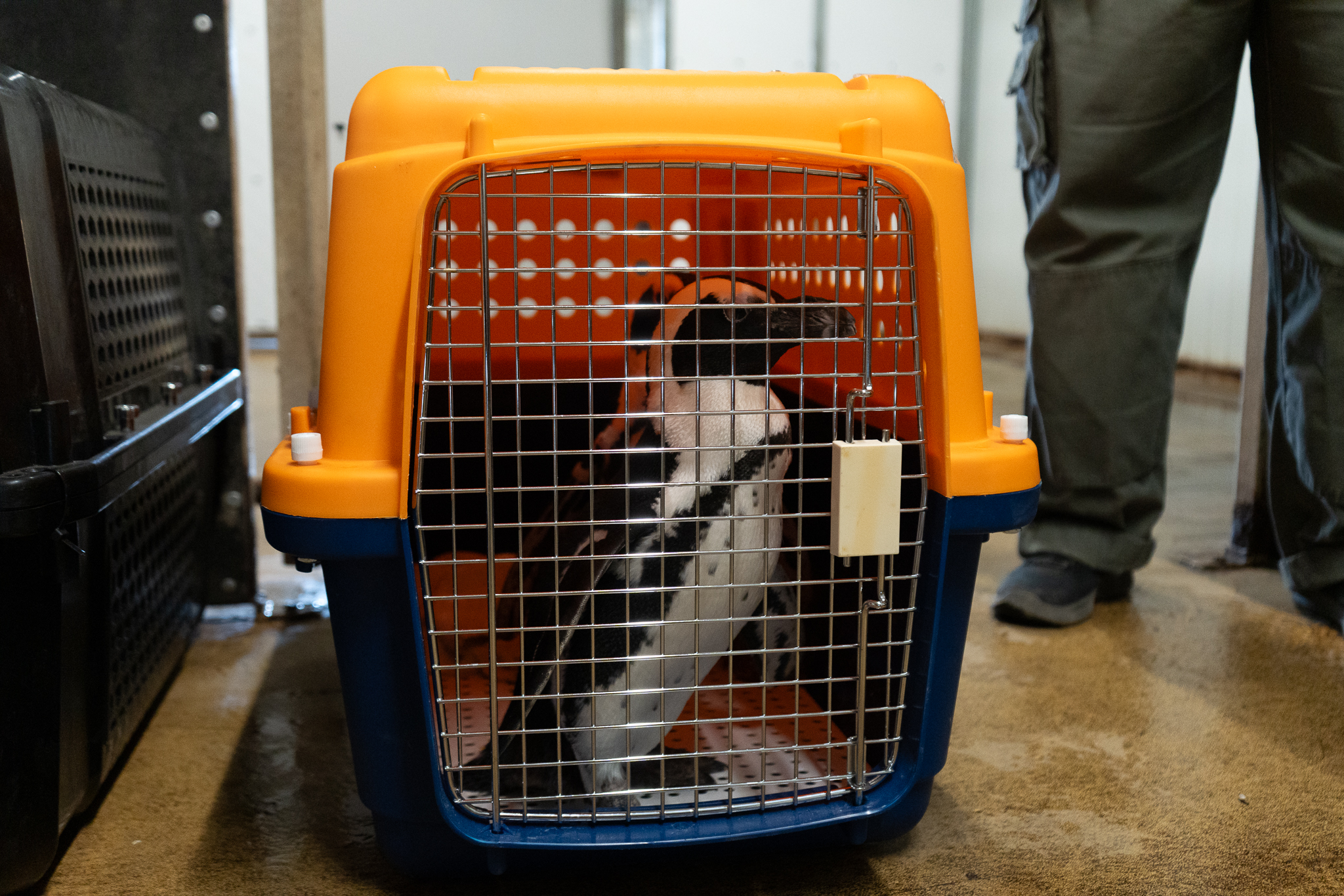 Penguin inside an orange and blue crate in a room