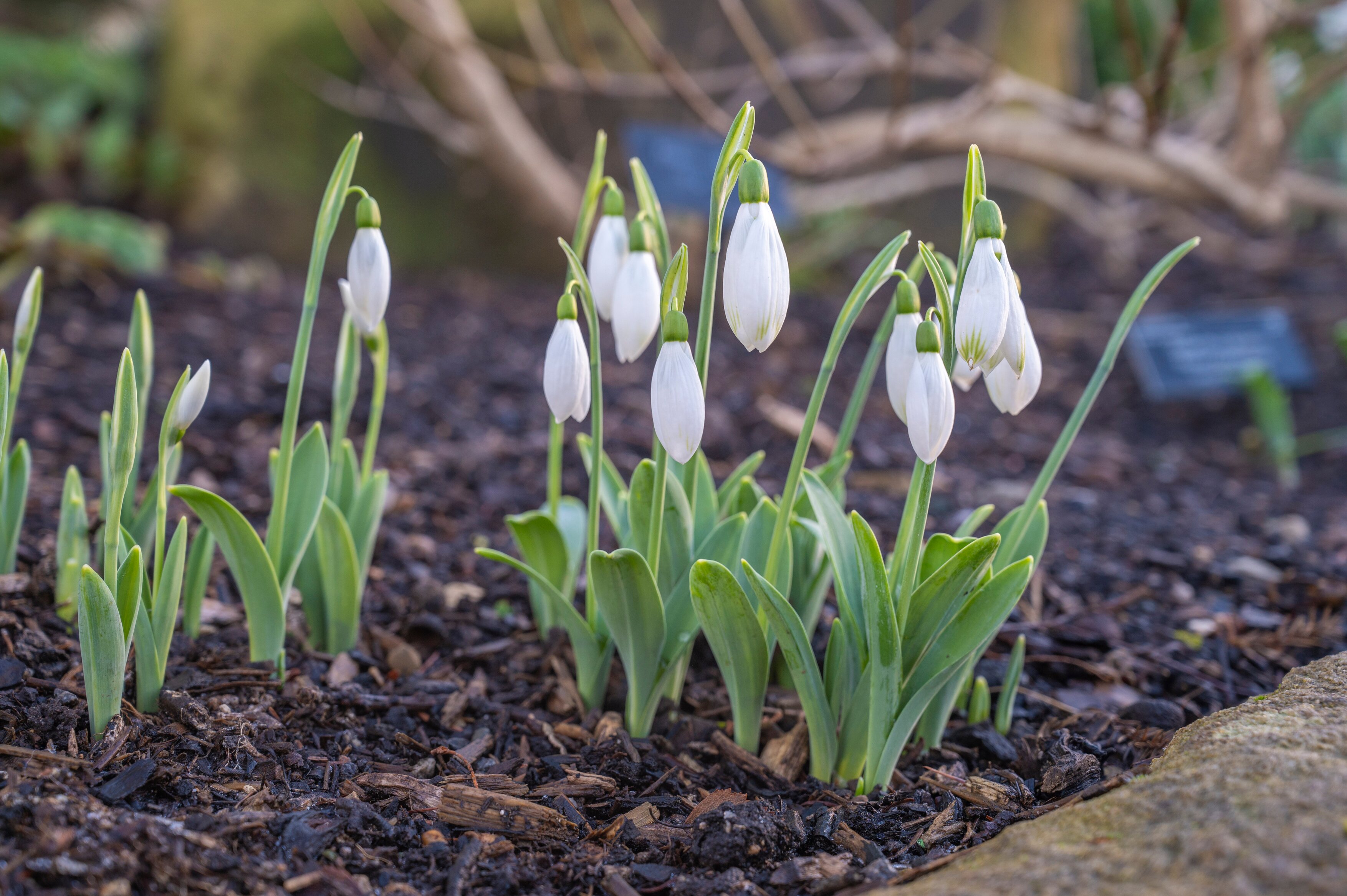 Seasonal Planner for the Blooming Fantastic Year of Events at RHS Gardens Across 2026