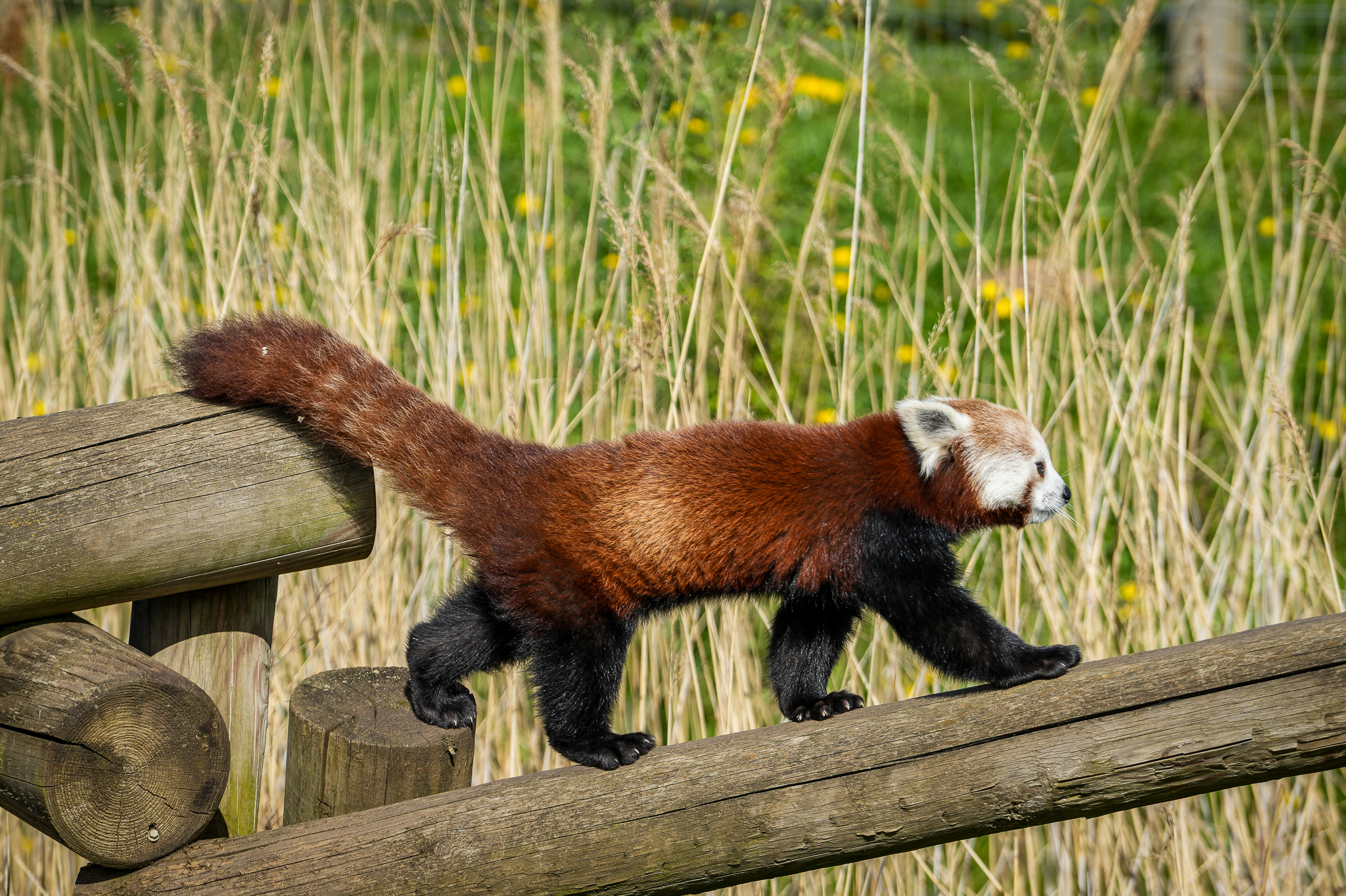 New Red Panda Zemi Arrives at Yorkshire Wildlife Park in Hope of Love Match