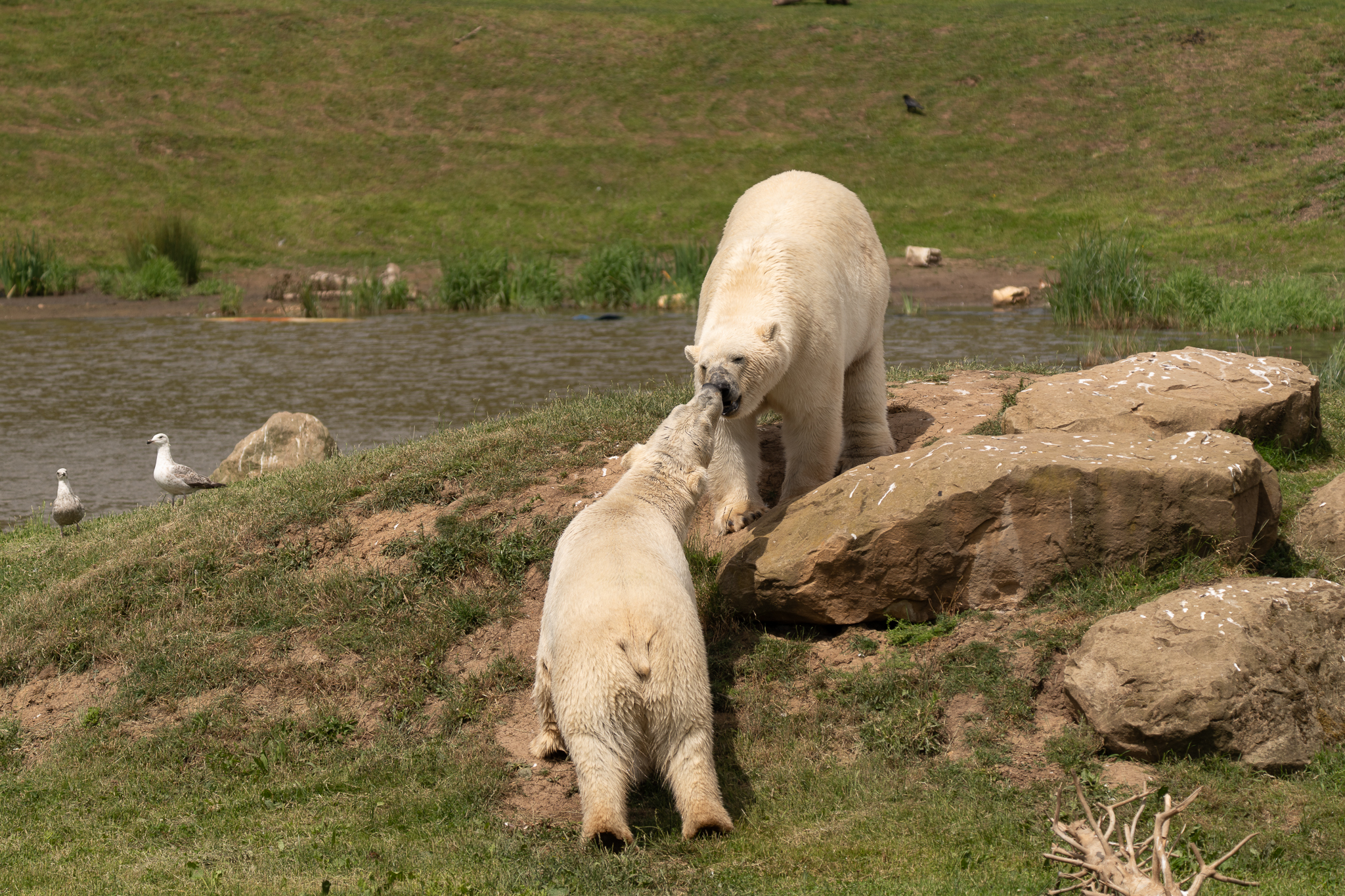 Two polar bears interacting on grassy hill beside a pond