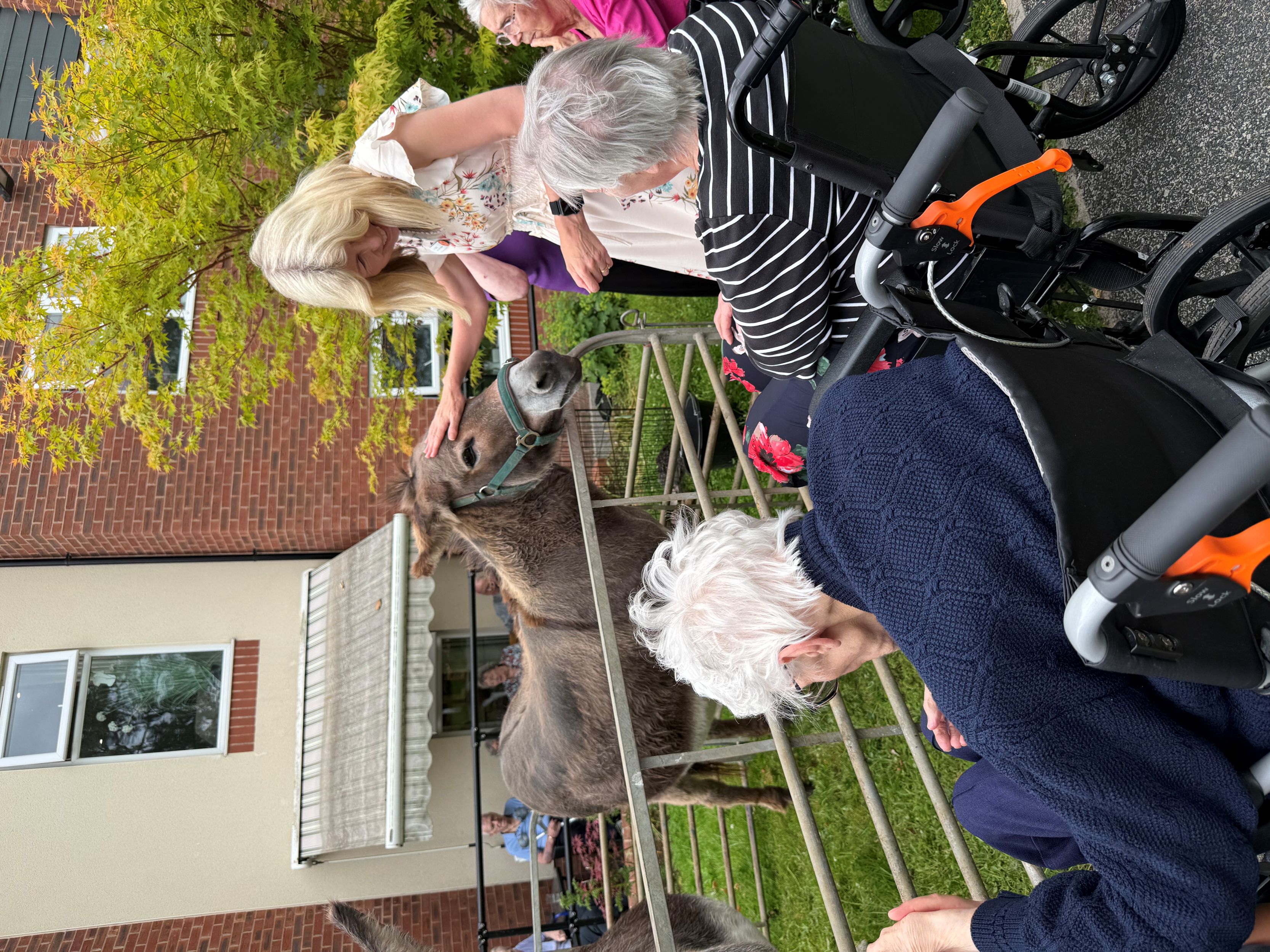 Woman petting a donkey near elderly people in wheelchairs outdoors