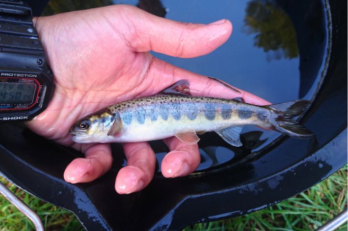 Hand holding a small trout over a water-filled black container