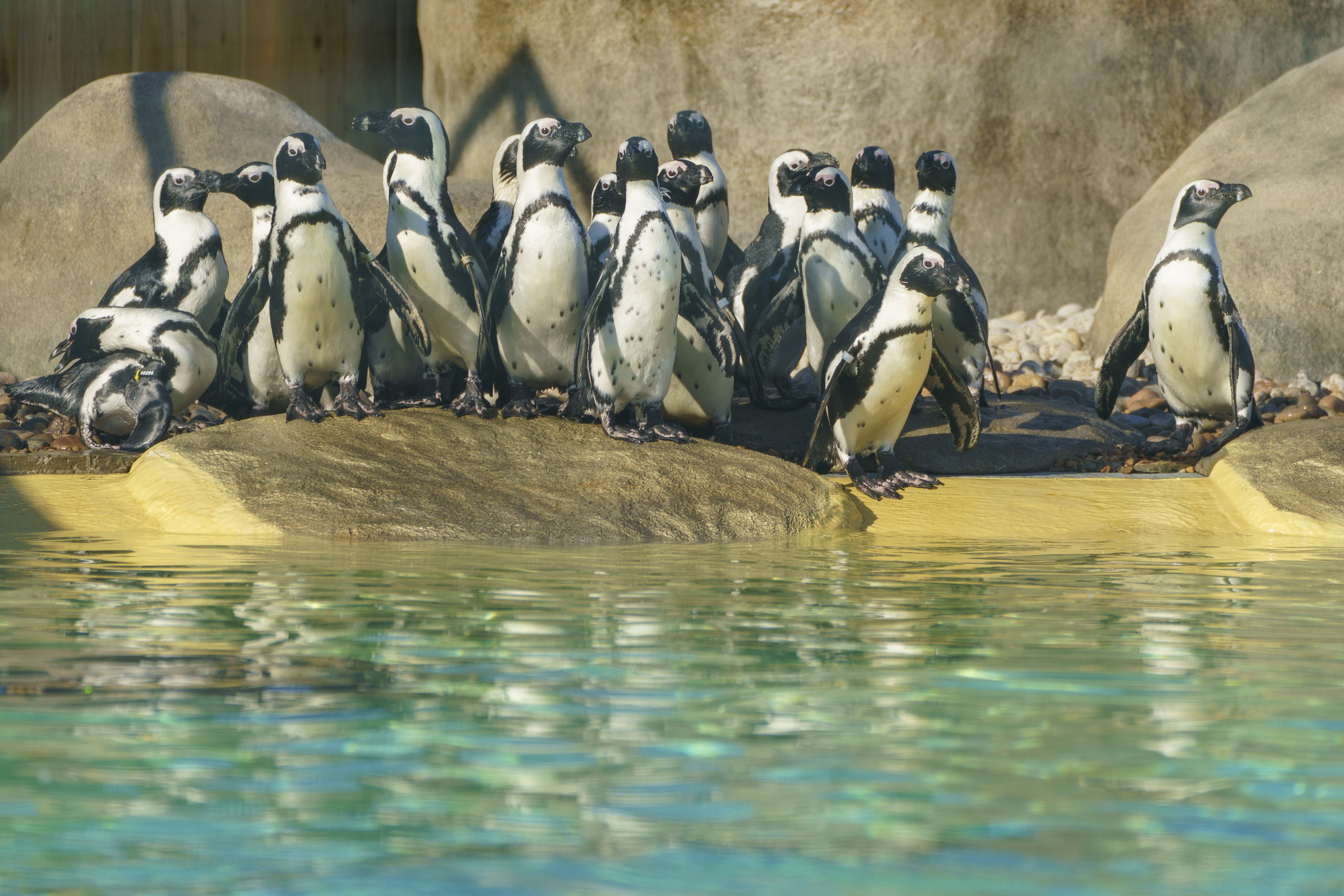 Group of penguins standing on rocks by a pool in a zoo